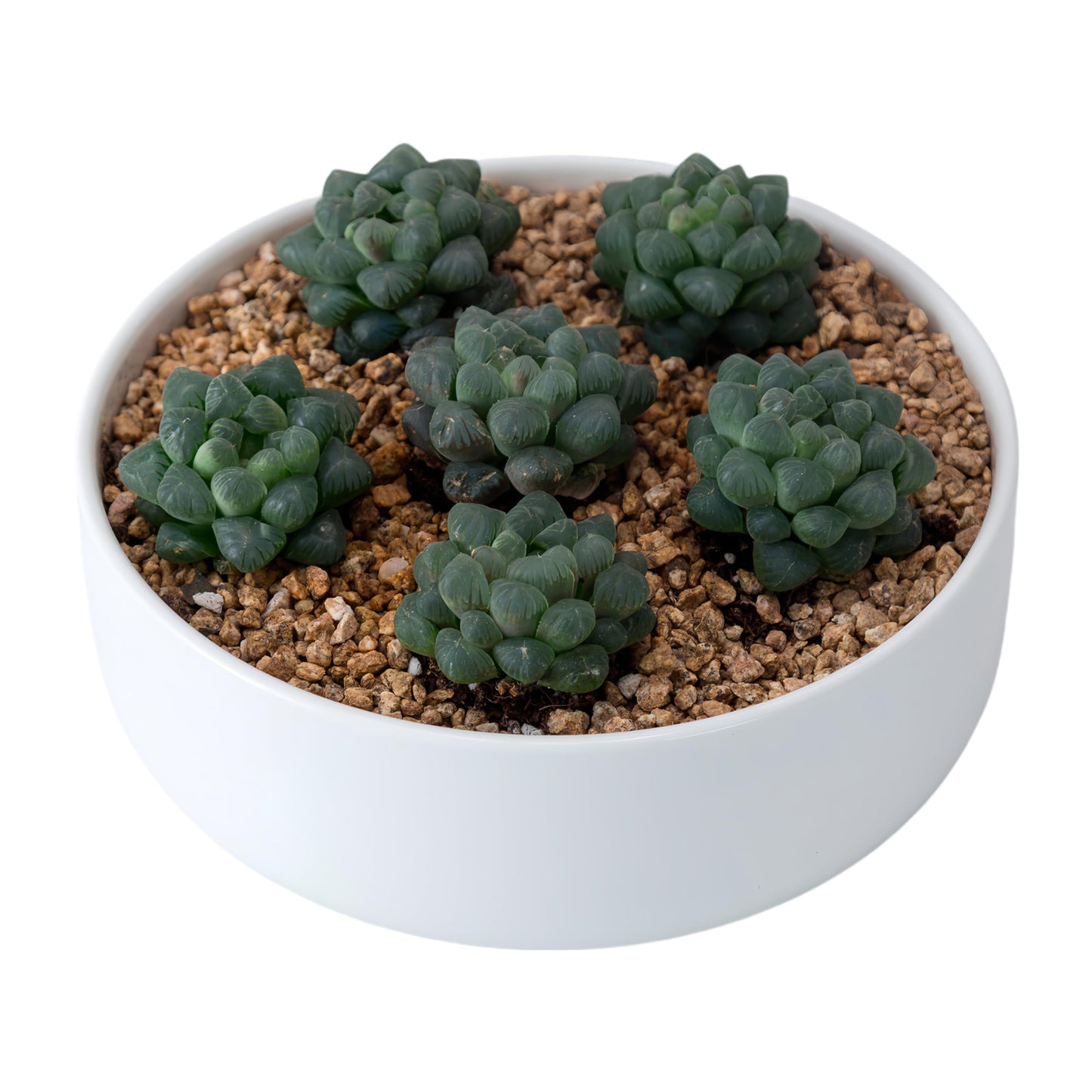 SJBAG Cute Circular Ceramic Home Garden Decoration Succulent Cactus Flower Pots Container with Tray -Plant Not Included (6 Inch White)