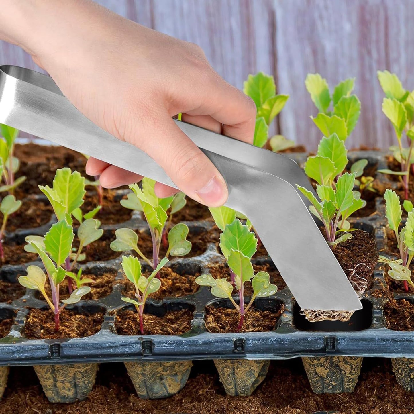 Seedling Transplant Tongs, 6.7 Inch Stainless Steel Gardening Plants Seedling Transplant Tool, Rustproof Mooth Handle Remove Transplant Pliers for Reducing Root Damage (6.7 inch)