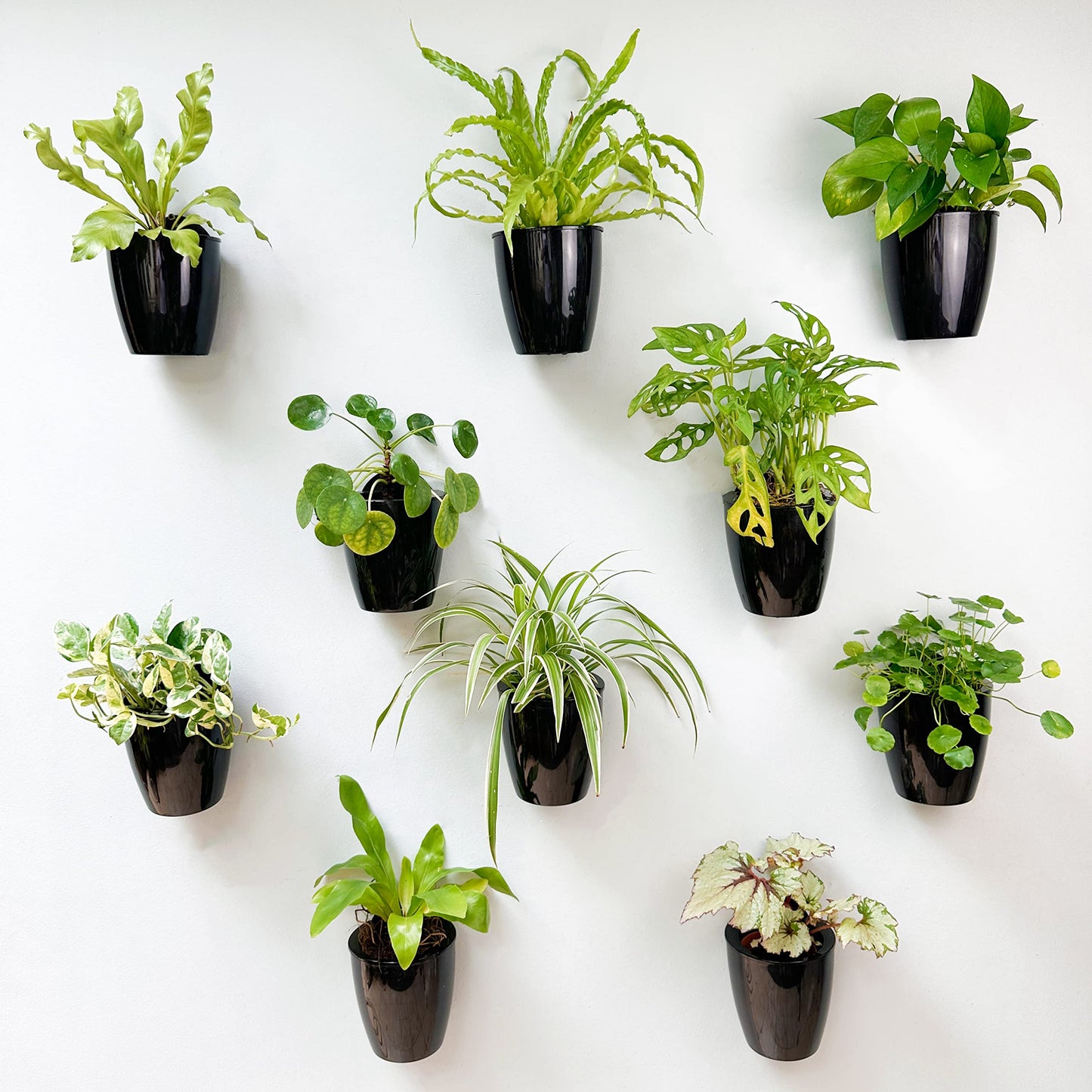 LalaGreen Bundle - 4" Pot + 2 Wooden Plant Holder, Black Self Watering Pot, Wall Hanging Planters for Indoor Plants Ladder, Wall Hanging Pots, Outdoor Vertical Garden Unique Live Orchid Planter Holder