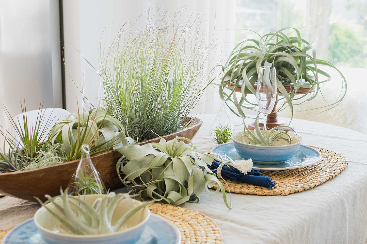 Large Xerographica Air Plants 5 to 7 Inch Wide - Air Plants Live Tillandsia Succulent House Plants Holders - Available in Wholesale/Bulk - Home and Garden Decor - Easy Care Indoor/Outdoor Plants(1 PC)