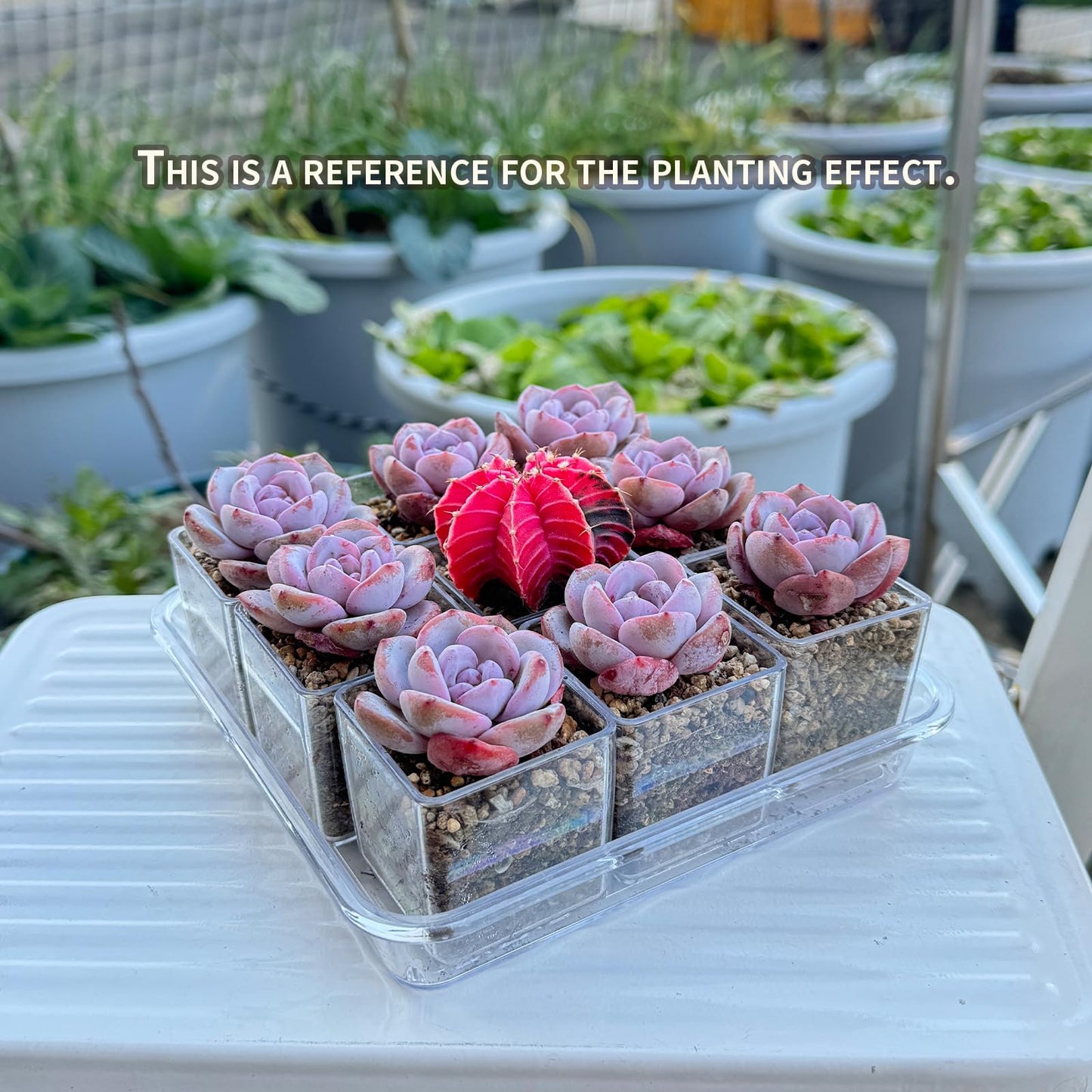 QCSMBFL 9pcs Mini Square Flower Pots, 1.7in Clear Plastic Planter with Drainage Hole - Lightweight Indoor Desktop Nursery Decorative Pot for Succulents, Cactus, Seedlings, Home Greenery
