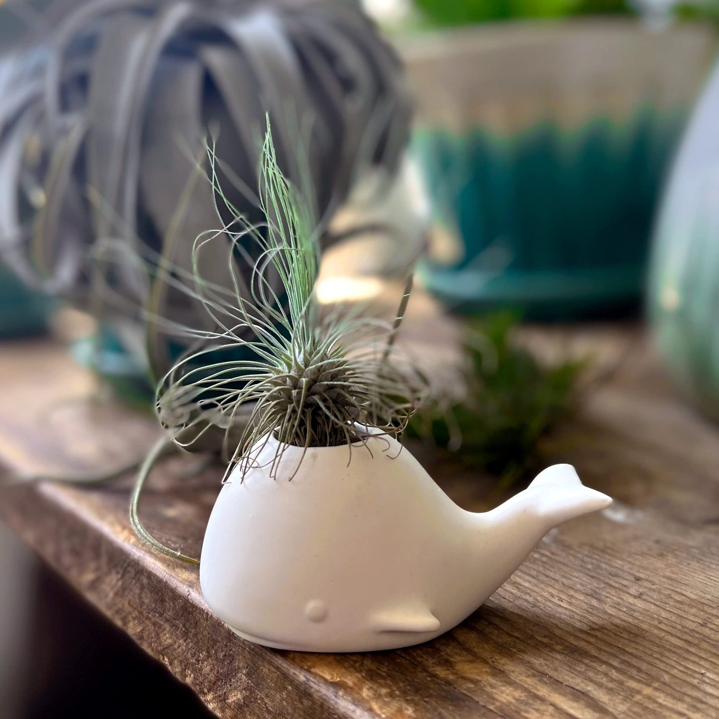 Fred Genuine Fancy Ceramic Mini Air Plant/Succulent Holder, Regular, Whale