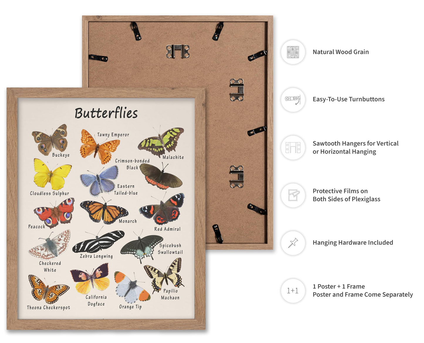 Poster Master Butterfly Print - Animal Poster - Learning Materials Art - Educational Wall Design - Gift for Students & Teacher - Decor for Classroom, Library or Nursery - 11x14 Beige Framed