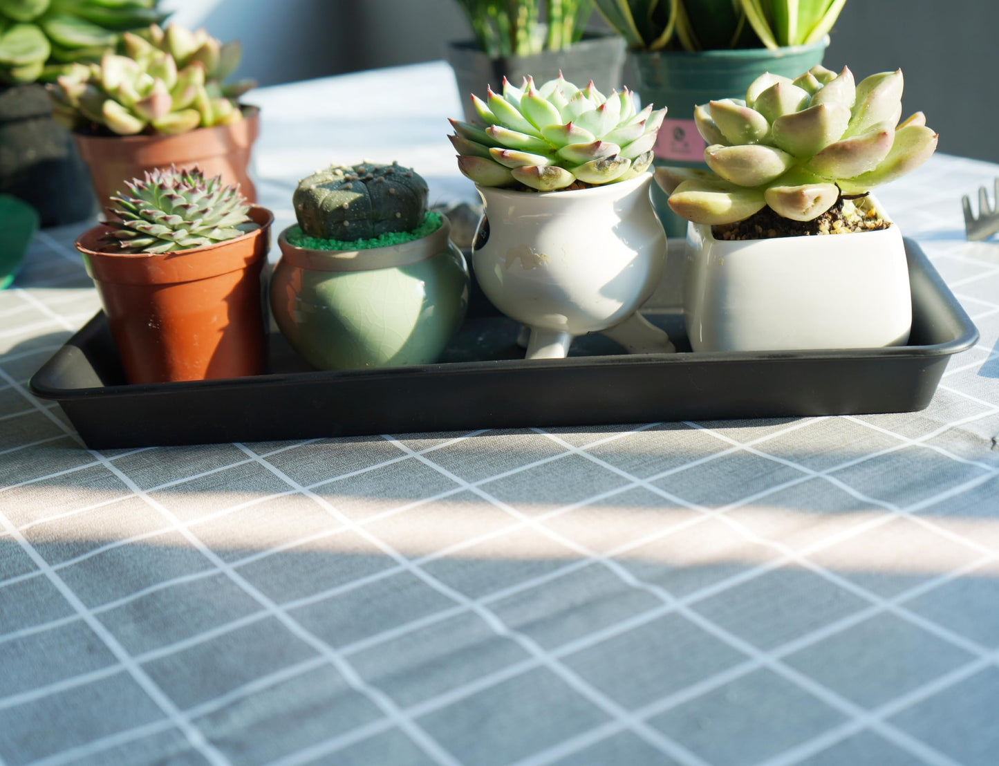 Vuwez Plant Saucer Tray, Heavy Sturdy Long Narrow Plastic Plant Saucers Drainage Trays for Indoors No Holes, Plant Drip Trays for Pots Base, Seed Starter Growing Tray (6.5 X 13 inch, Black)