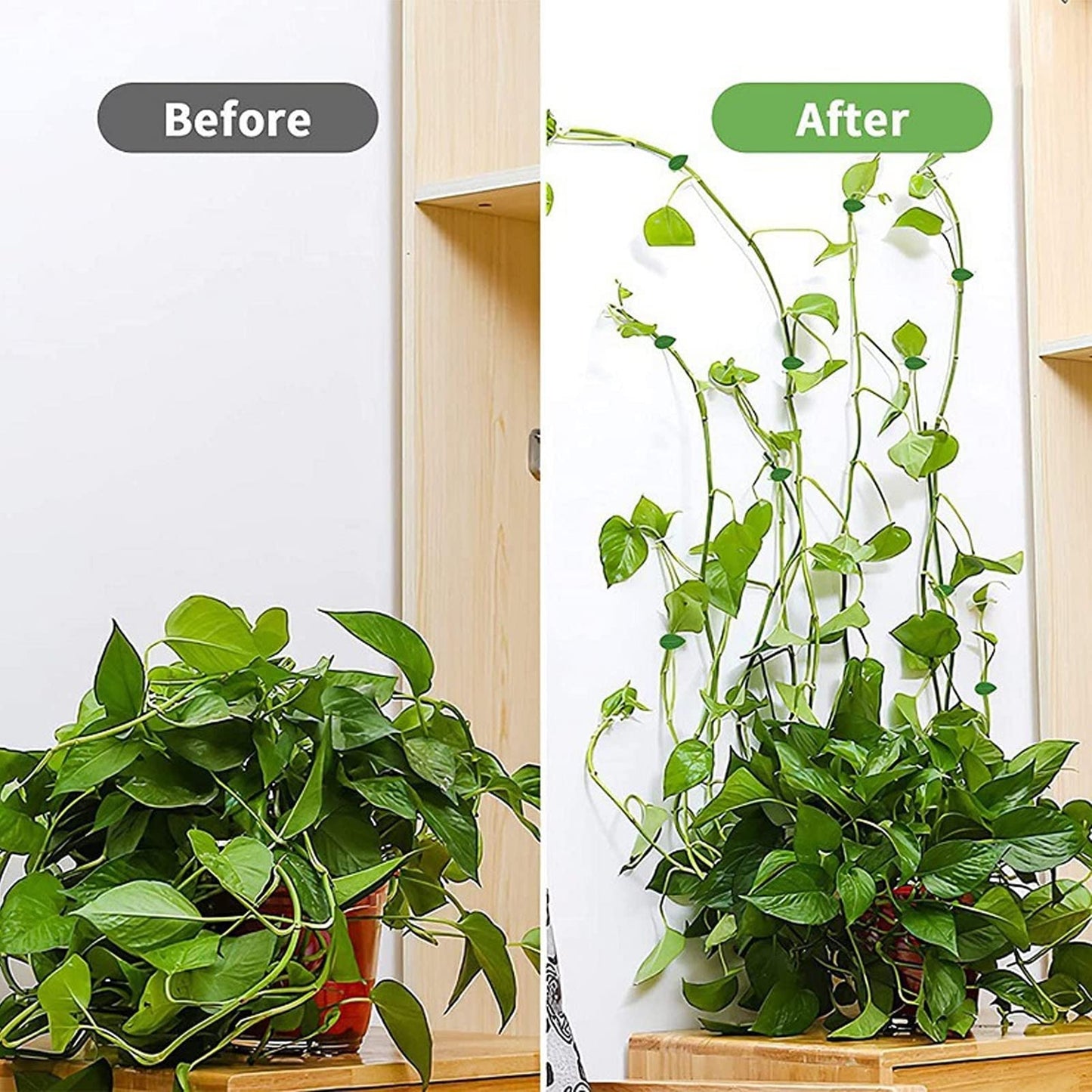 100 Pcs Plant Climbing Wall Fixture Clips Self Adhesive Hook Wall Vines Traction Fixing Support Binding Clips Invisible Holder Climbing Plant Garden Green Leaf Indoor Outdoor Decoration