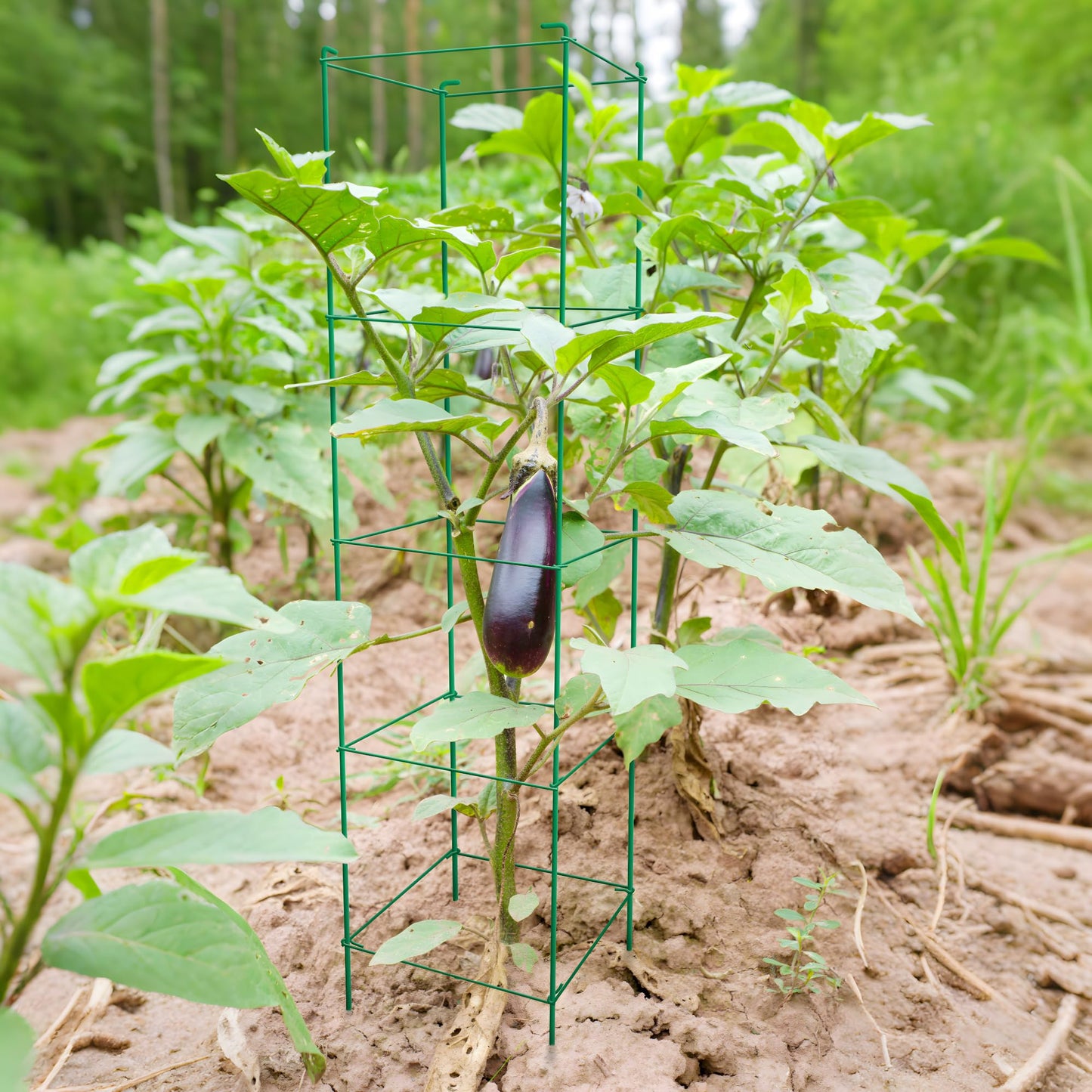Thealyn Tomato Cages 6 Packs 57 Inches (H) Plant Stand with 164 Feet Twist Ties, Heavy Duty Garden Plants Support for Tomatoes, Cucumber, and Other Climbing Plants (Green)