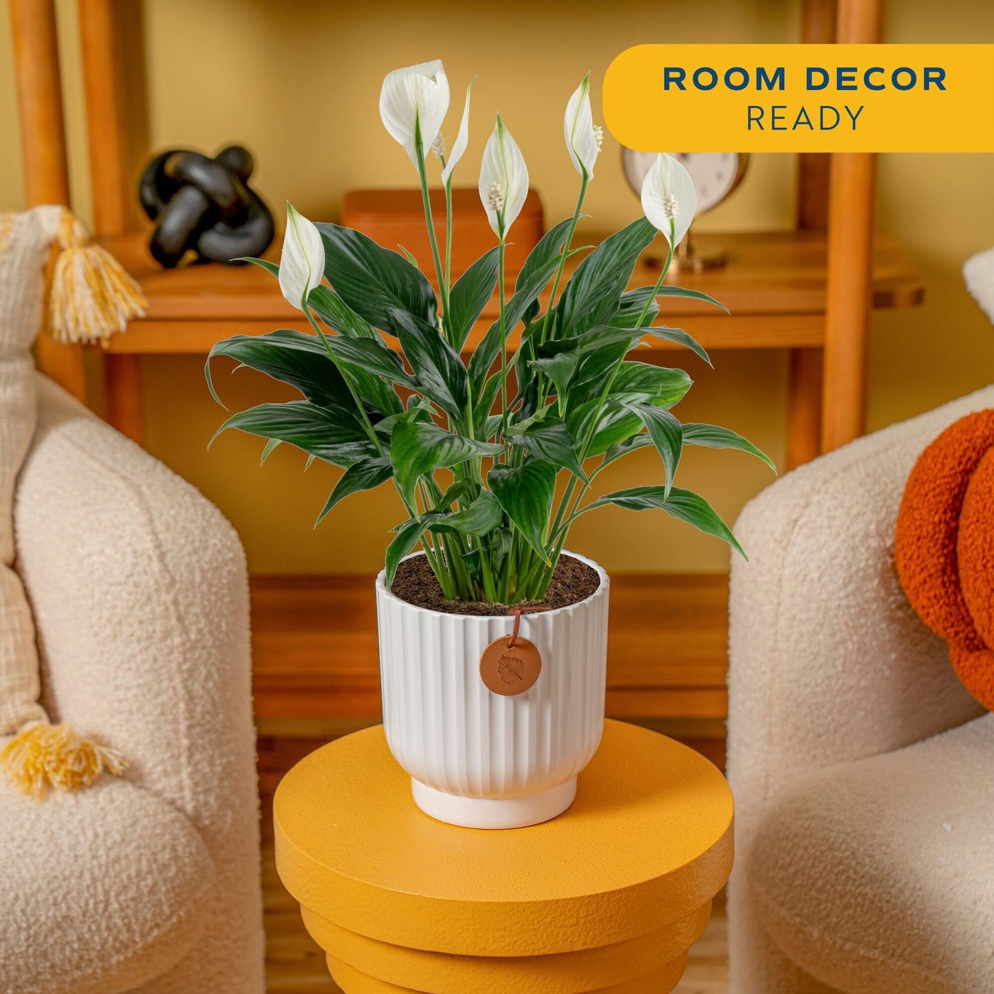 Costa Farms Peace Lily Live Plant in Decorative Pot, Air Purifying Flowering Indoor Houseplant, Perfect for Home, Room, or Office Decor, Great House Warming or Birthday Gift, 14-24 Inches Tall