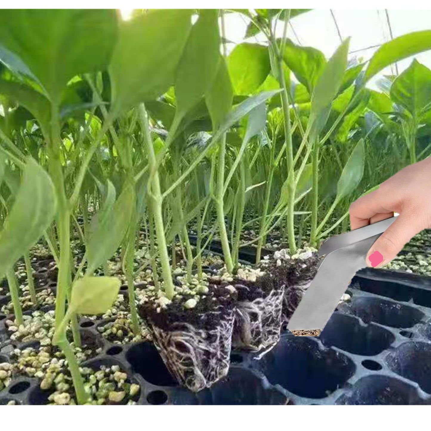 alblinsy 2 Pcs Seedling Transplanting Tongs, 6.7/8.7 inch Stainless Steel Gardening Remove Seedling Starters, Seedling Remove Pliers for Reducing Root Damage