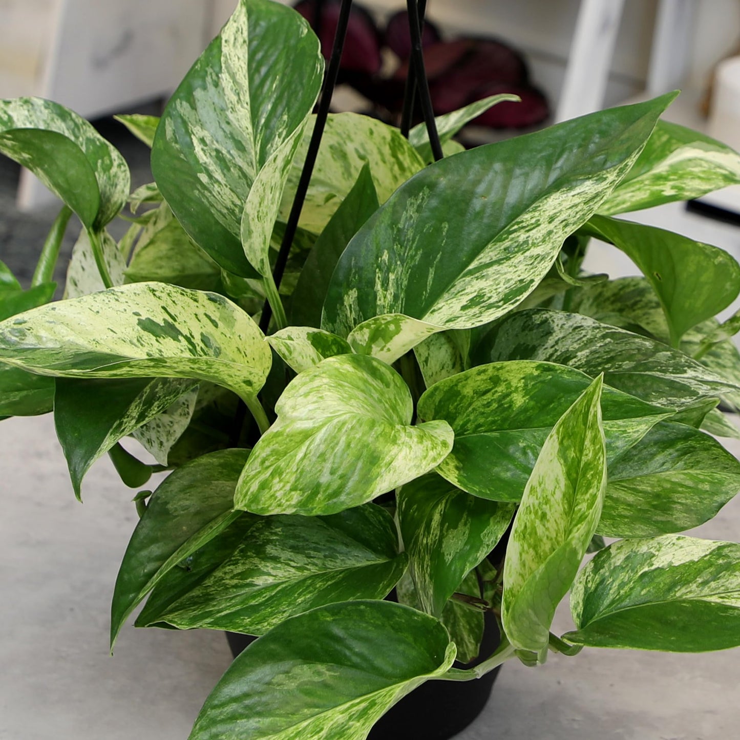 Variegated Marble Queen Pothos in 6" Hanging Basket with Detachable Hook, Live Plant Decor, Real Houseplant for Home or Office, Real Easy to Grow Houseplants by Plants for Pets