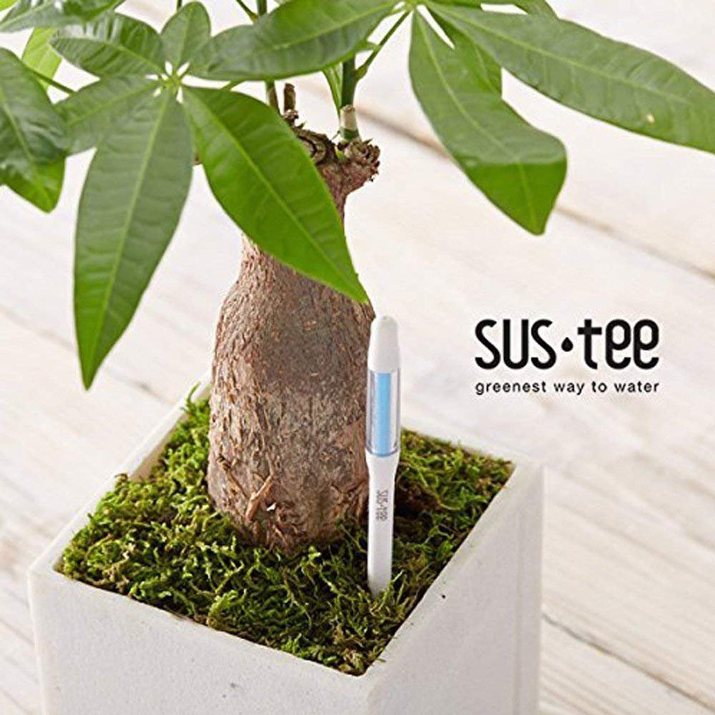 IPPINKA Sustee Aquameter, Bundle of 12, House Plant Soil Moisture Meter, Best for Indoor Potted Plants - Medium White Refillable