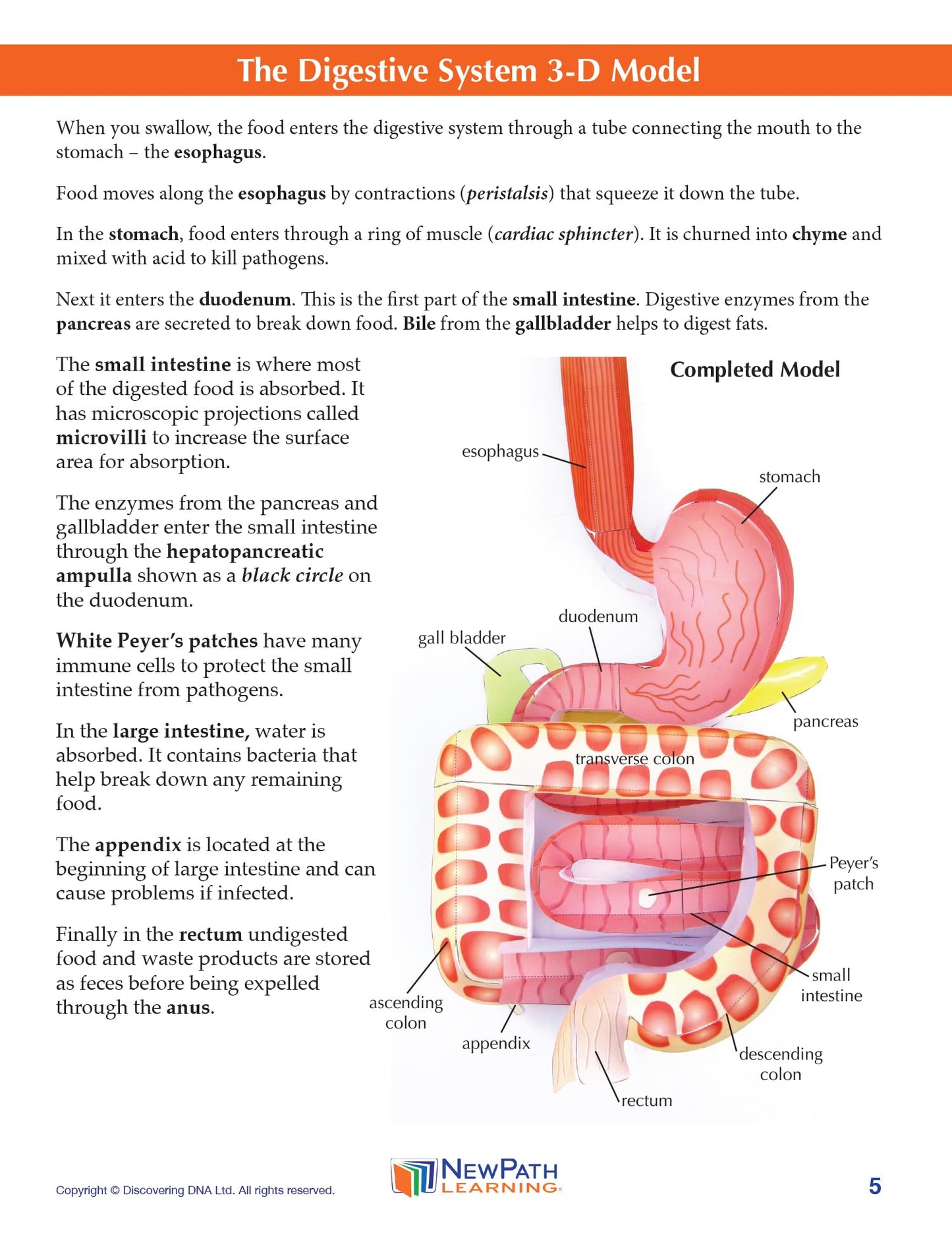 NewPath Digestive System 3-D Paper Model Making Kit - Individual Student Edition (24-7771)