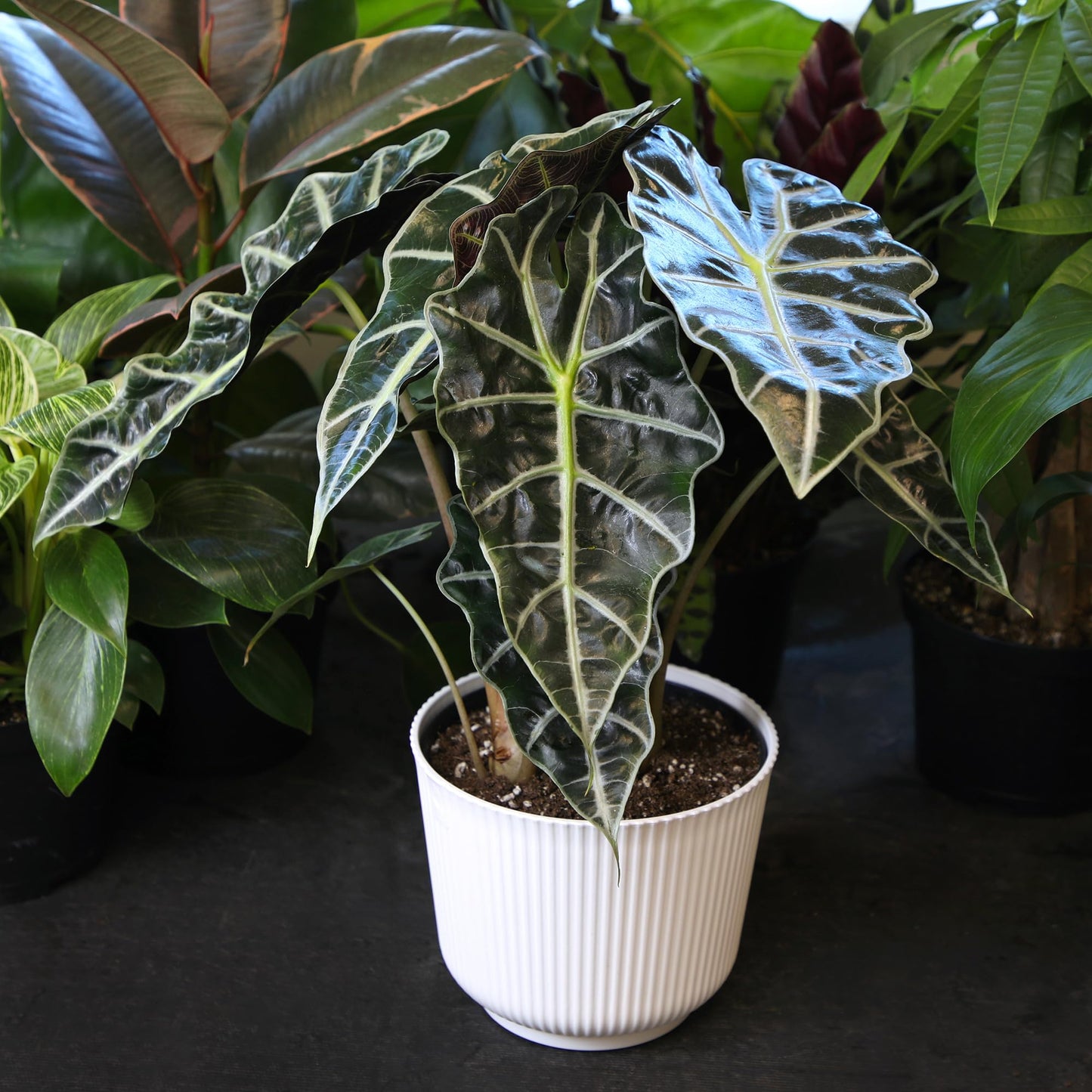 Altman Plants 'Polly' Alocasia Live Plant Decor in 6 Inch White Plastic Plant Pot, Elephant Ear Plant Gift & Desk Plant, Easy Plant & Indoor Plant, Air Purifying Plants in Indoor Potting Soil Mix