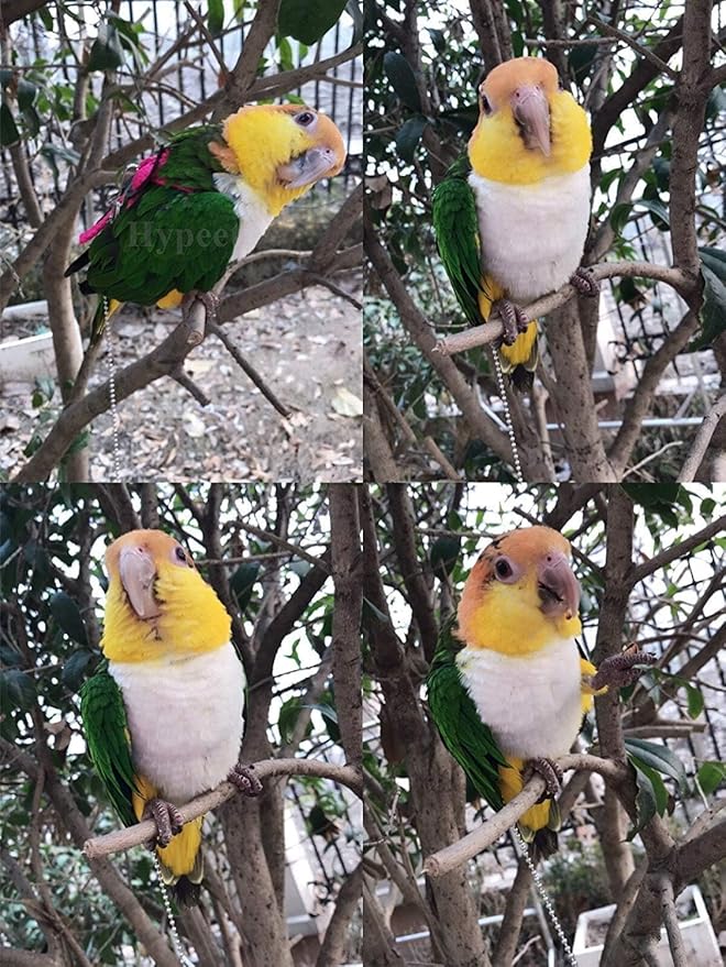 Adjustable Harness Leash for Birds 2Pack Nylon Anti-bite Outdoor Training Walking Control Rope for Parrot African Grey Cockatoo Macaw Ringneck Parakeet Cockatiel Reptile Lizard (Yellow+Green)