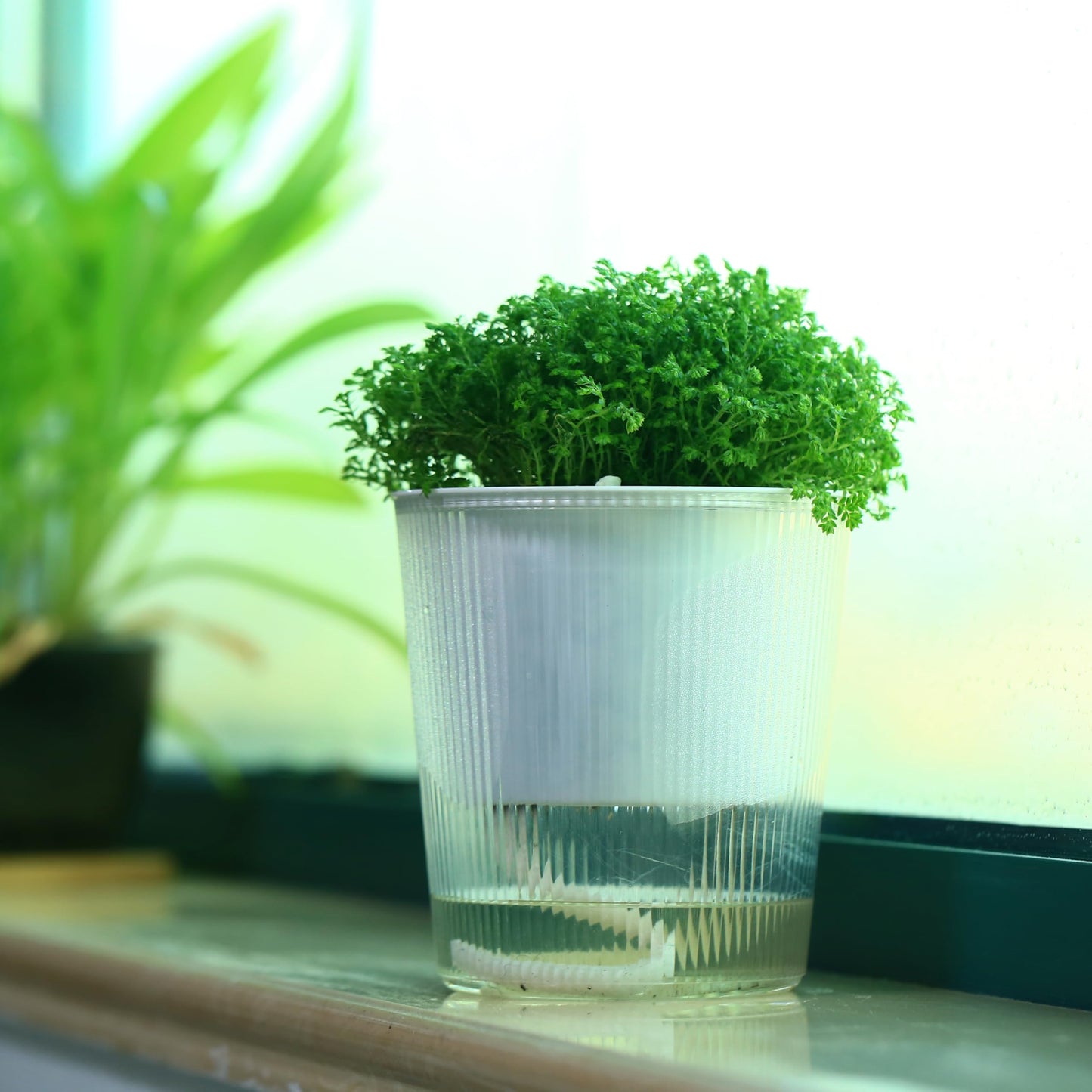 8-Pack 4.5 Inches Clear Self-Watering Planters and Pots for Indoor Plants Small Orchid Plant Pots Plastic Wick Flower Pots, African Violet Pot Set, Home Decor Pot
