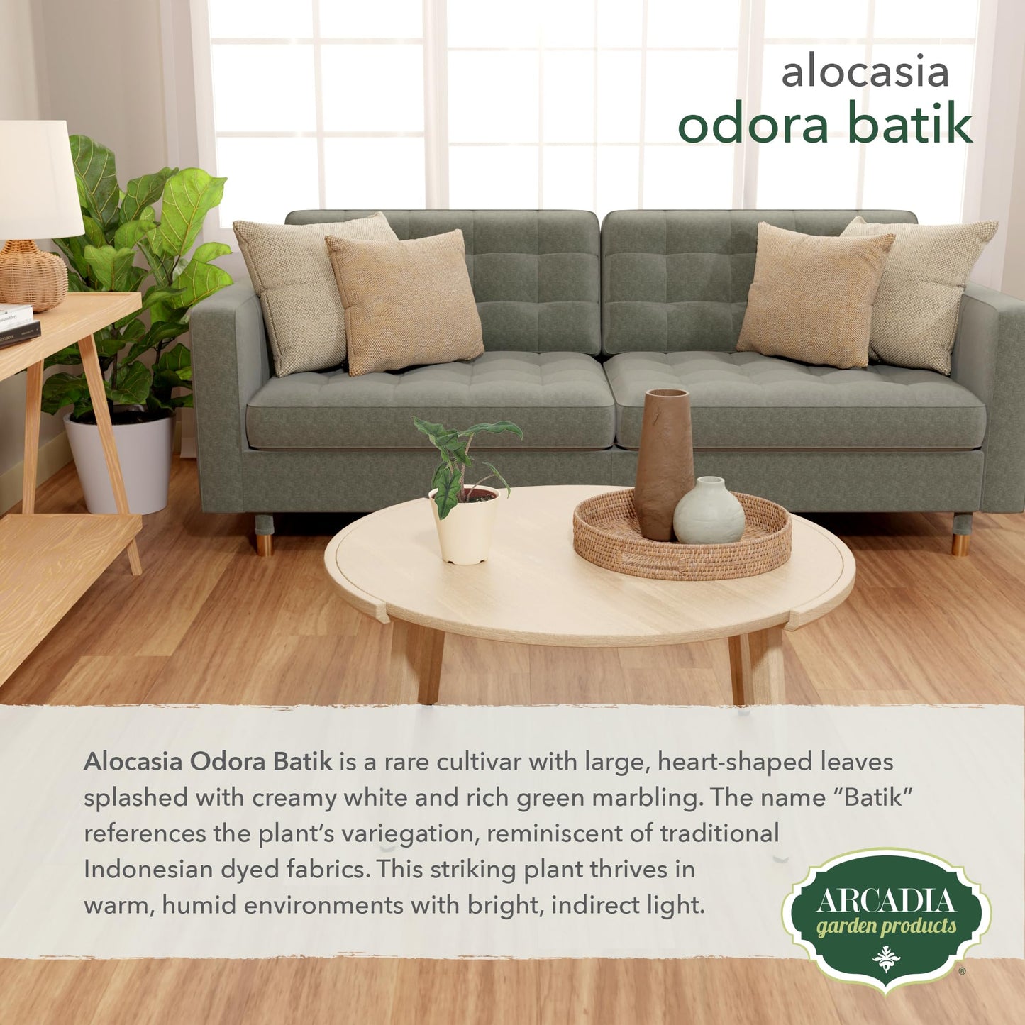 Arcadia Garden Products Live Odora Batik Alocasia Variegated Rare Indoor Houseplant in Plastic Pot, Tropical Plant Collector Gift for Home and Garden Decor, 4-inch, Beige