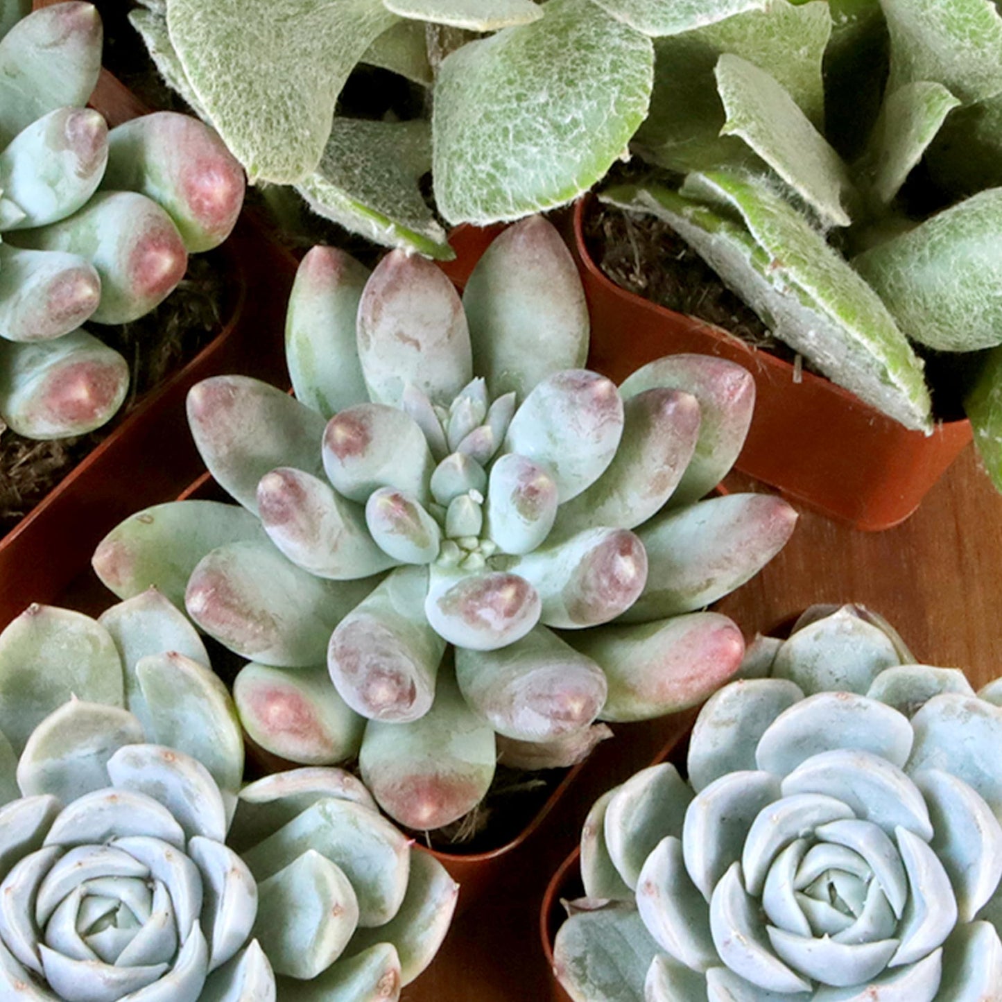 Succulents Plants Live (20PK) Potted Succulent Plants Live House Plants, Cactus Plants Live Plants Indoor Plants Live Houseplants, Indoor Plant Succulents Live Plant House Plant by Plants for Pets