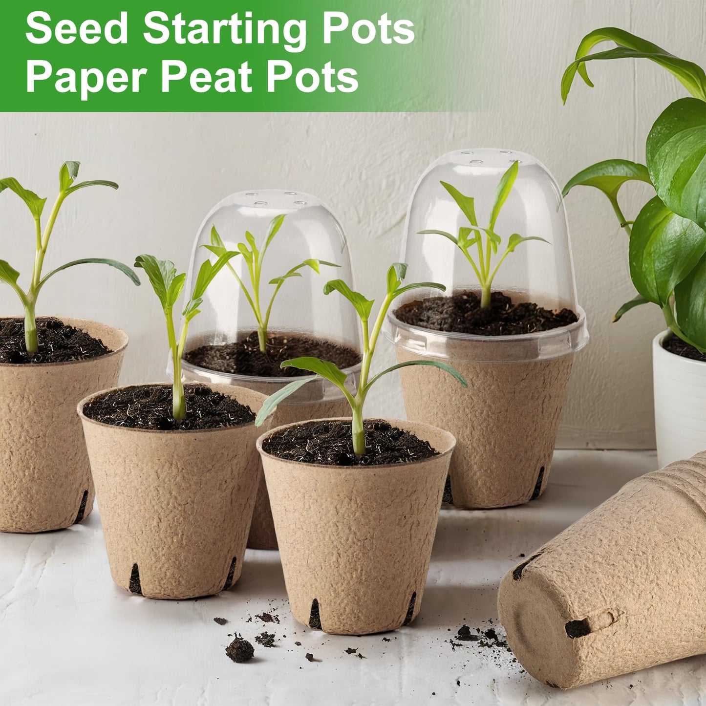 Baxrou 36 Set 3.15 Inch Peat Pots Plant Starters for Seedling with Humidity Dome,Herb Seed Starter Pots Kits, Garden Germination Nursery Pot wit 36 Plant Labels, 2 Transplant Tools.
