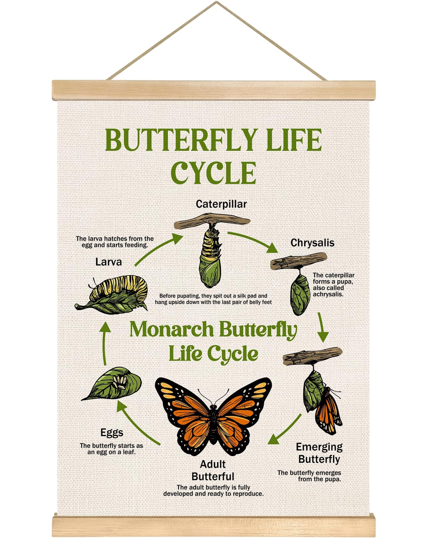 Butterfly Life Cycle Educational Wall Art,14x18.5Inch Insect Life Cycle Chart Wall Hanging Canvas Poster, Butterfly Science Learning Posters for Classroom Nursery Homeschool,Kids Room Decor (Green)