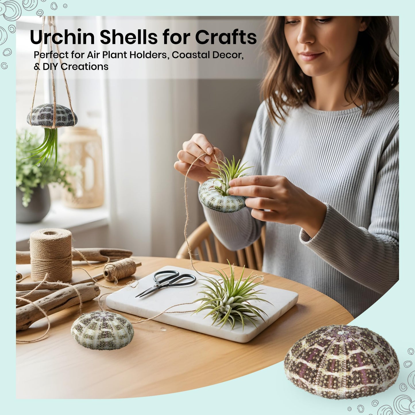 Alfonso Sea Urchins Shells for Air Plants - 3 Alphonse (3-4") Sea Urchin Shells - Hanging Air Plant Holder - Air Plants Live Holders - Air Plant Pot - No Plants Included