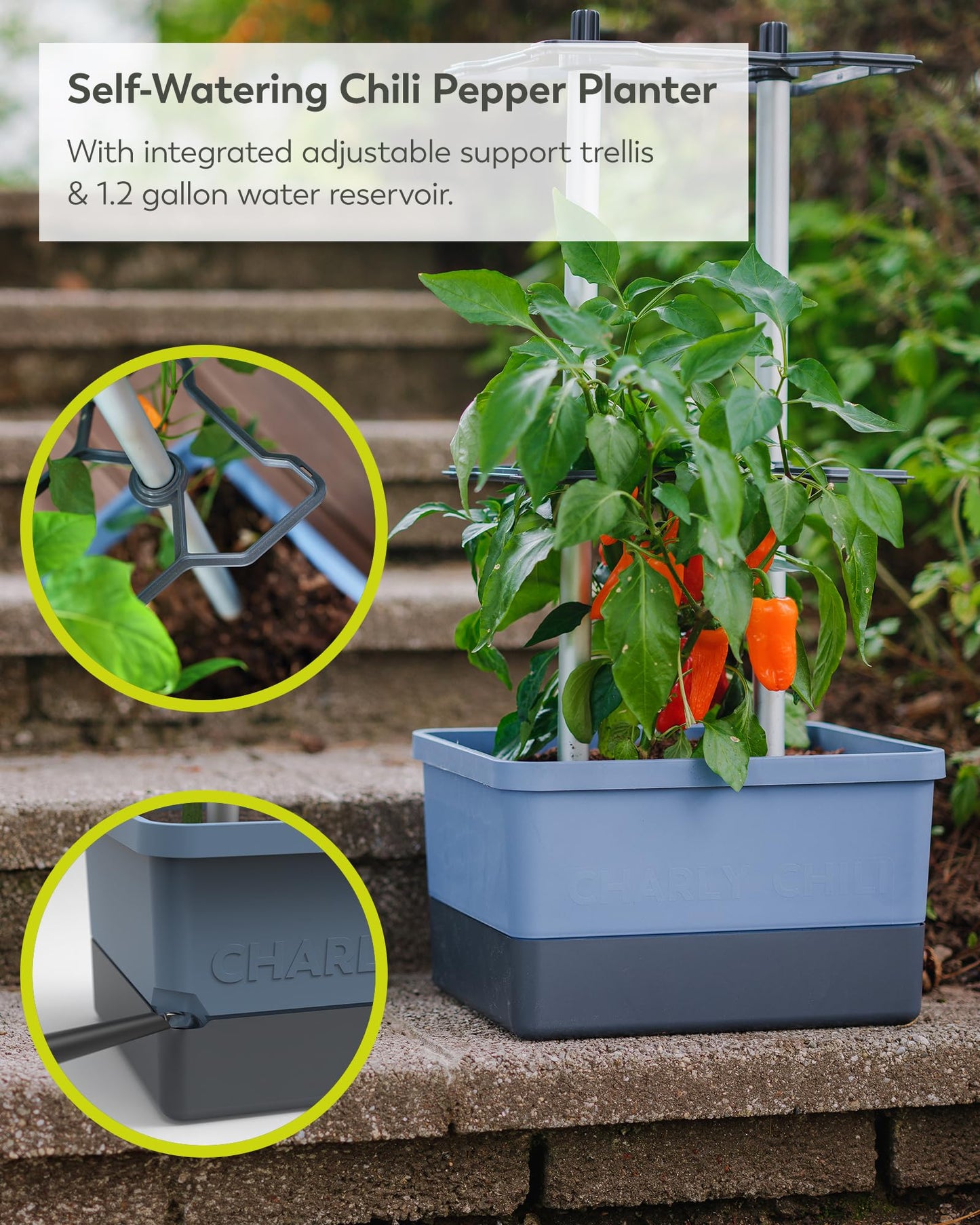 BUZZY Seeds Charly Chili Self-Watering Planter with Vertical Trellis – 1.2 Gal Reservoir, Large Capacity Planter for Chili Peppers, Bell Peppers & Eggplants (Blue)