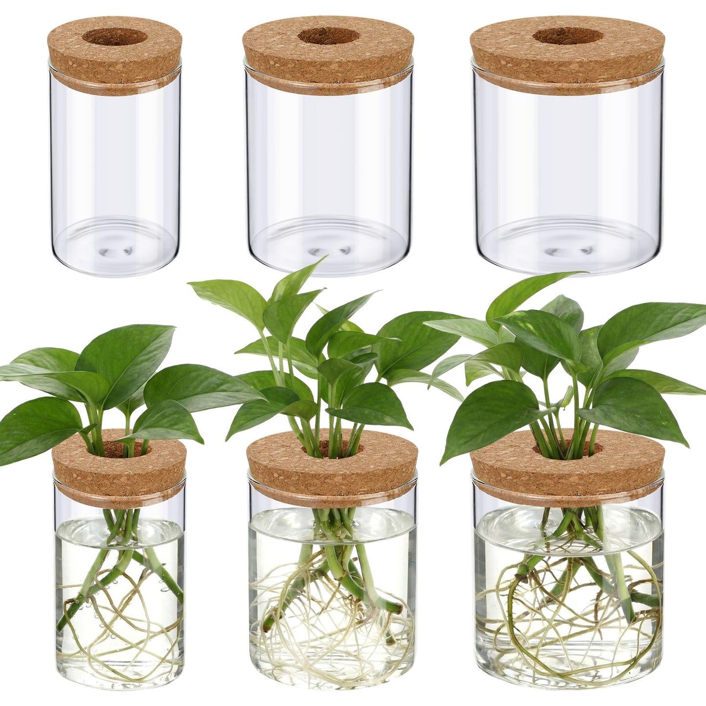 Ferrochef 6 Pcs Glass Plant Propagation Stations (2 Large + 2 Medium + 2 Small) Hydroponic Flower Vases Desktop Plant Terrarium Jar for Cuttings, for Living Room, Bedroom, Home Decoration