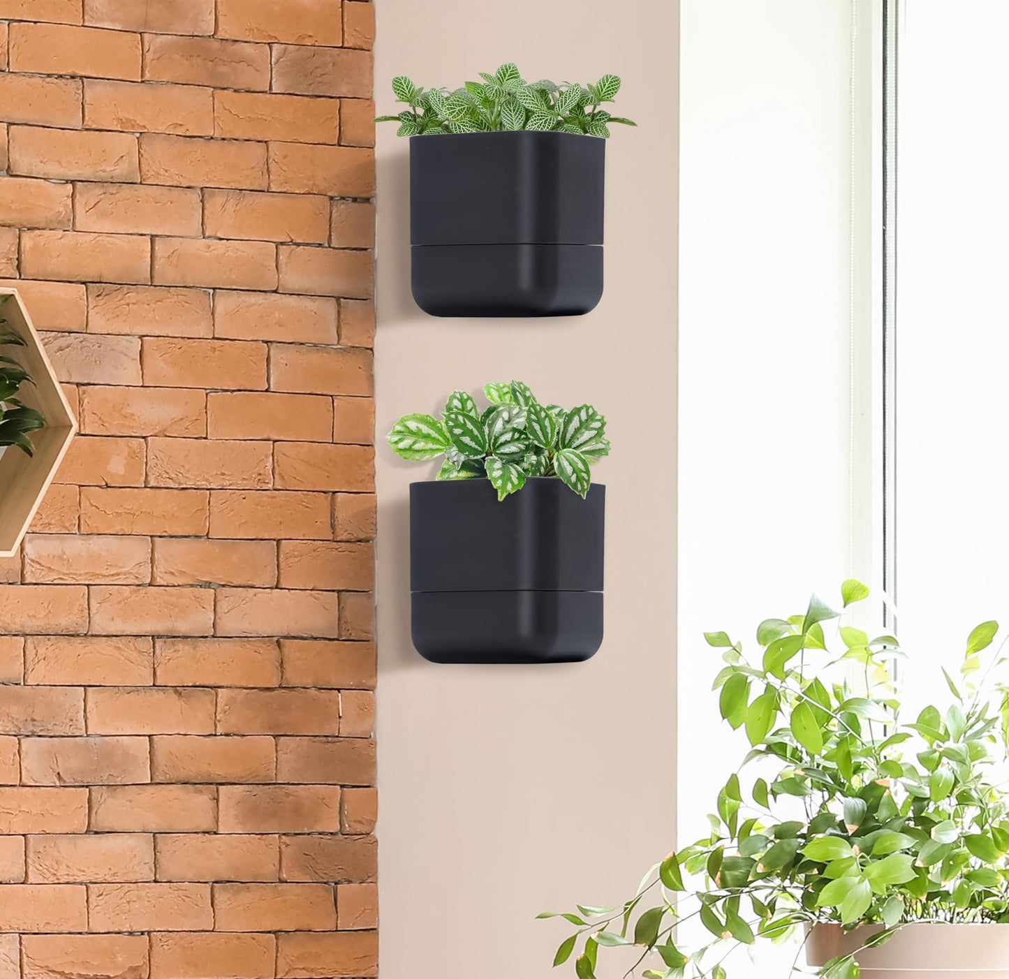Phoenix Vine 6.5 Inch Wall Mounted Self-Watering Planter Pot for Indoor Houseplants and Herbs | Hanging Planter for Window Sills, Bathroom Walls, Home & Office Décor, Black, Set of 2, 01-C-E-2