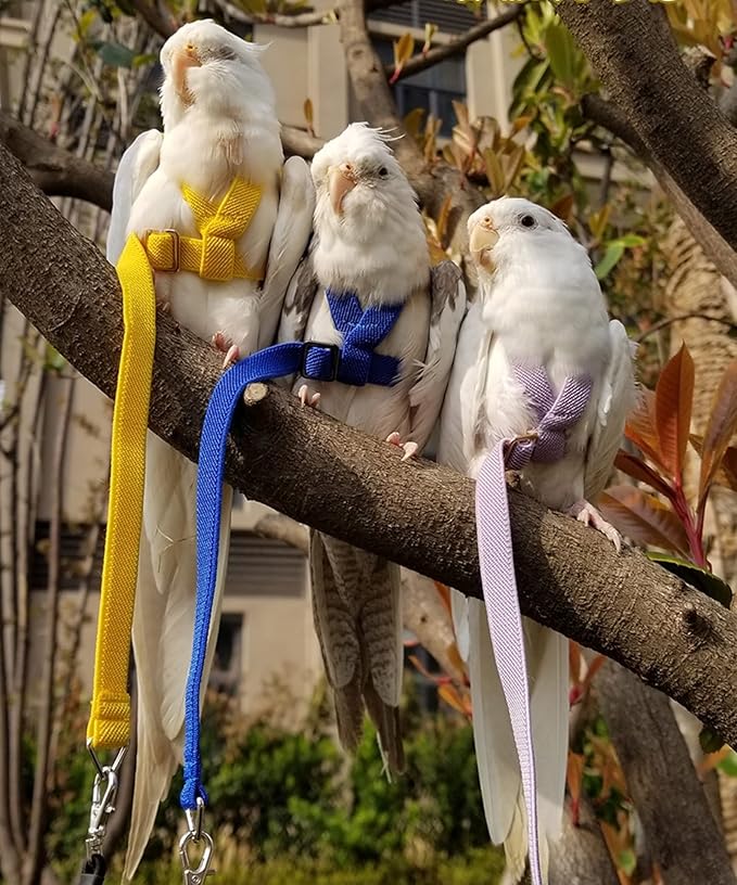 Pet Parrot Bird Harness Leash Adjustable Bird Flying Harness Traction Rope with Cute Wing for Parrots Pigeons Budgerigar Lovebird Cockatiel Mynah Outdoor Training Toy (M, Purple)