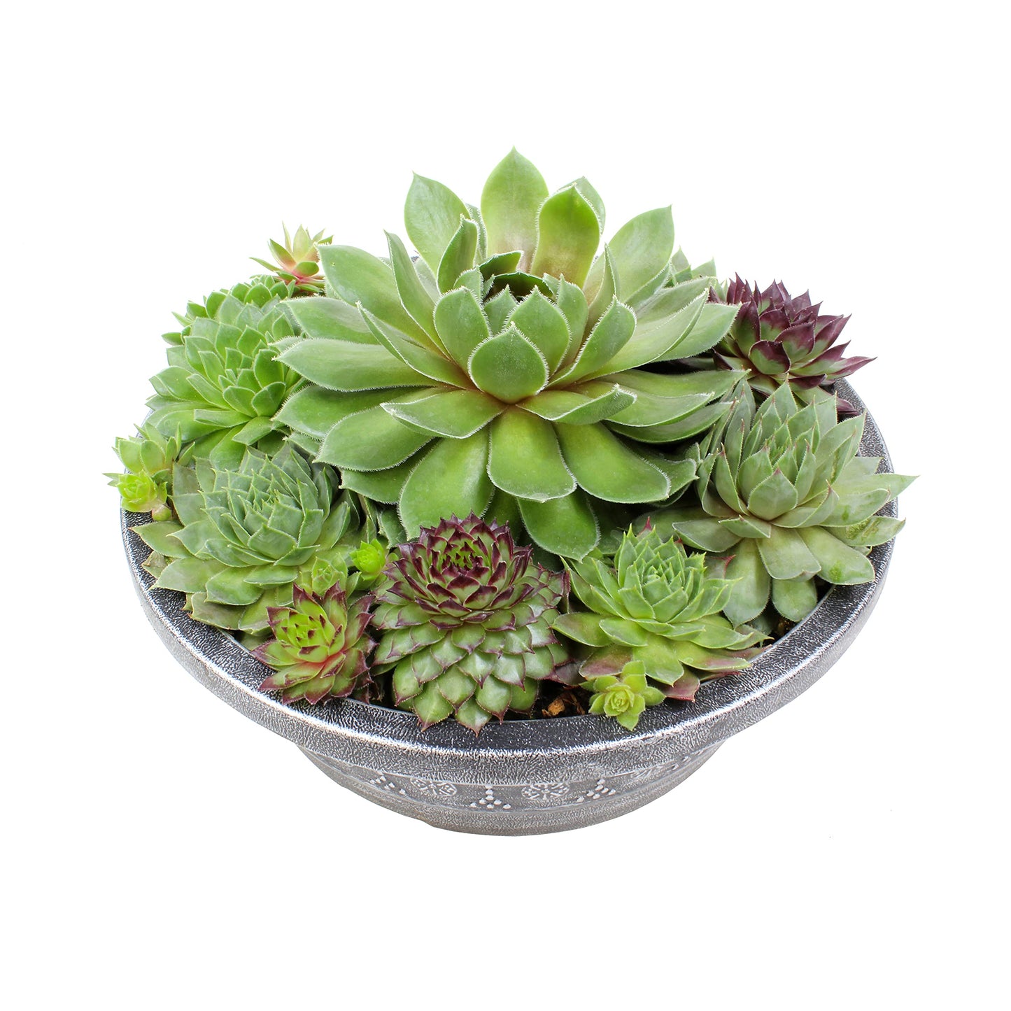 Live Sempervivum Hens and Chicks Succulent Bowl with Mini Plants, Decorative Ceramic Planter by Plants for Pets