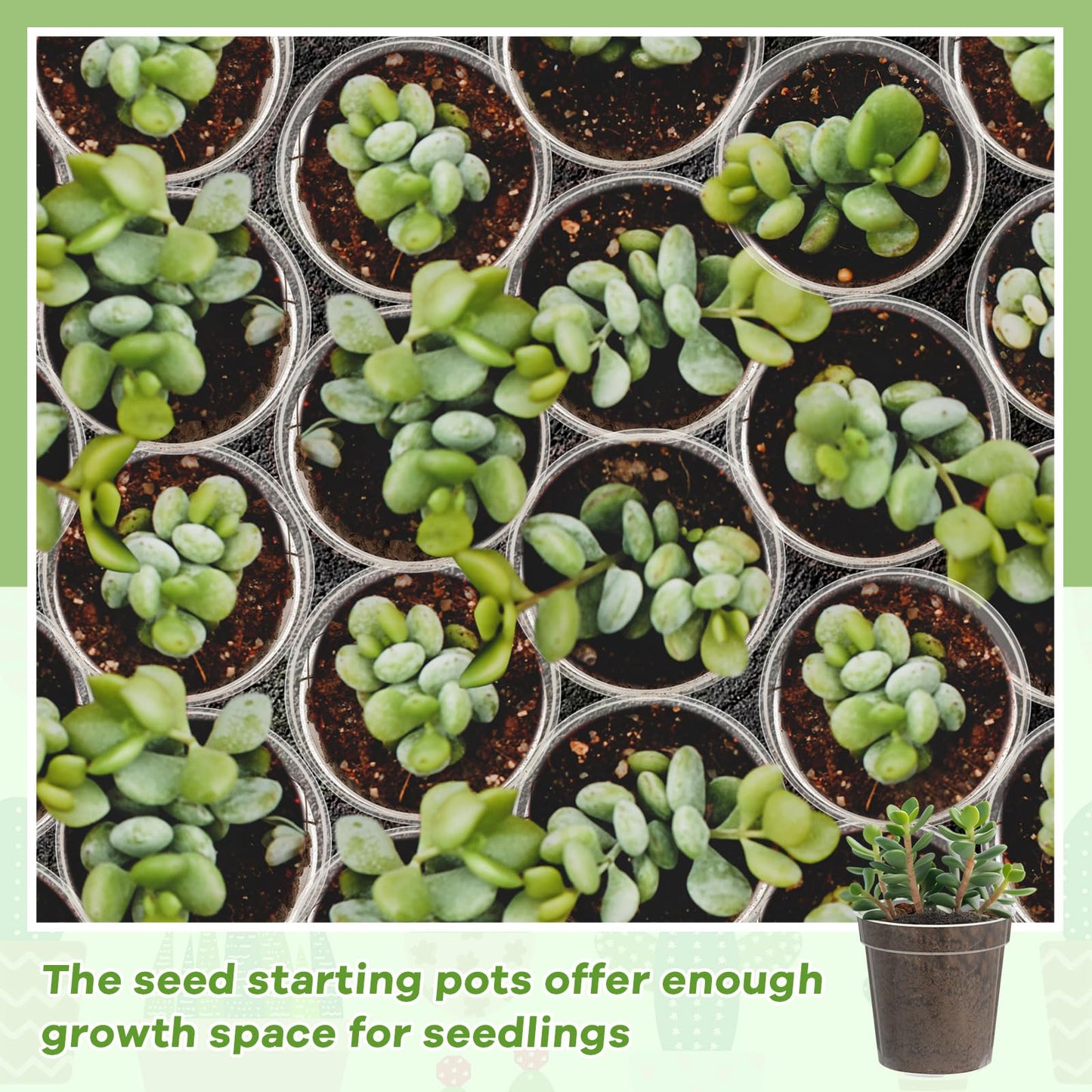 Yaomiao 80 Pcs 3 Inch Clear Mini Plastic Plant Pot Nursery Seedling Pots Seed Starter with Drainage Holes for Indoor Outdoor Garden Succulent Plants Cuttings Transplanting