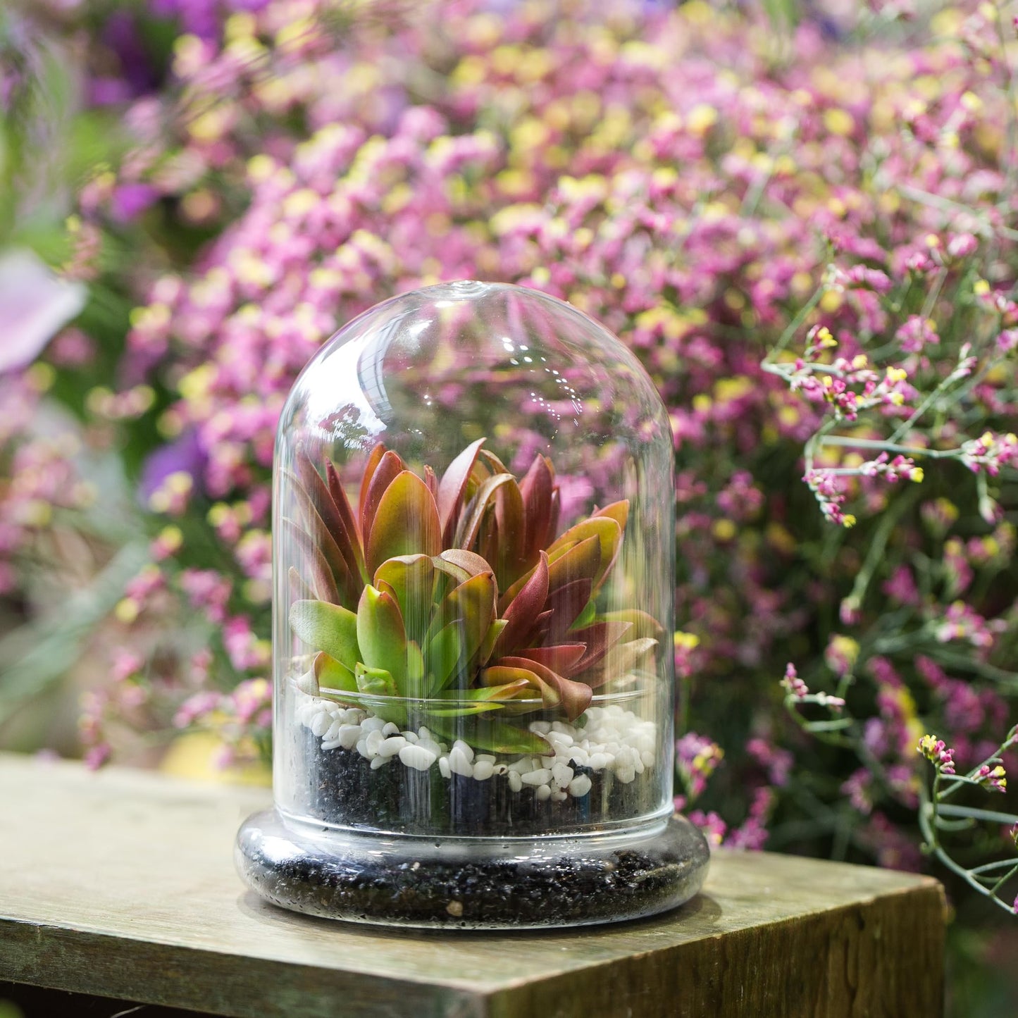 NCYP Small Clear Decorative Glass Terrarium Cloche with Air Hole - 4.7 x 4.7 x 6.3 Inches Glass Dome with Base for Miniature Plants - Display Storage (No Plants Included)