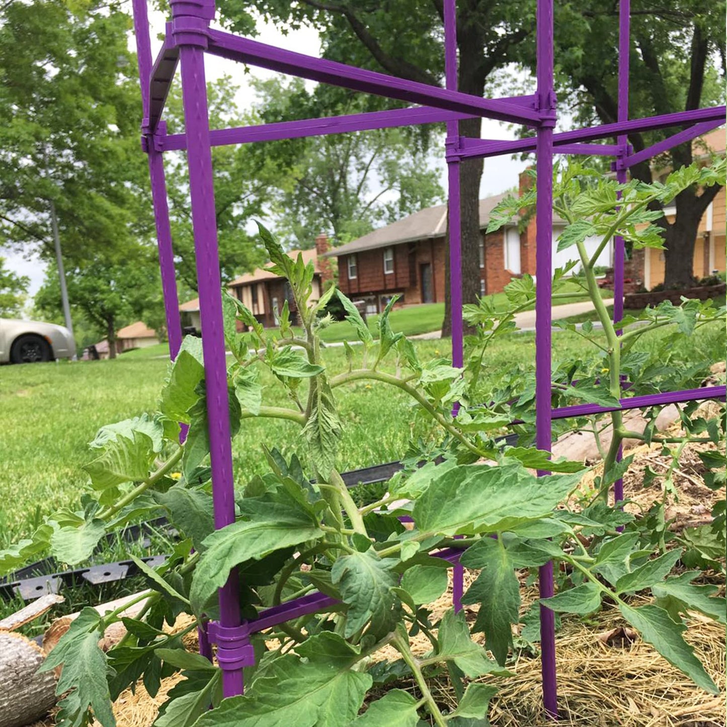 Growsun Tomato Cage for Garden, Upto 73 inch 6 PackTall Tomato Trellis Garden Stakes Plant Support, Green(5ft Stake add 18 inch Adjustable Stakes)