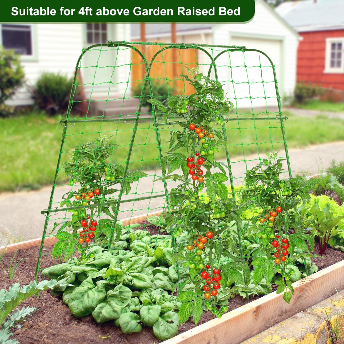 FOLLOOK Cucumber Trellis for Raised Garden Bed, Rustproof Metal Garden Arch Trellis for Climbing Plants Support Outdoor Fruit Grape Vine Vegetable Tomato Pole Bean Snap Pea Trellis, 48x48inch, Green