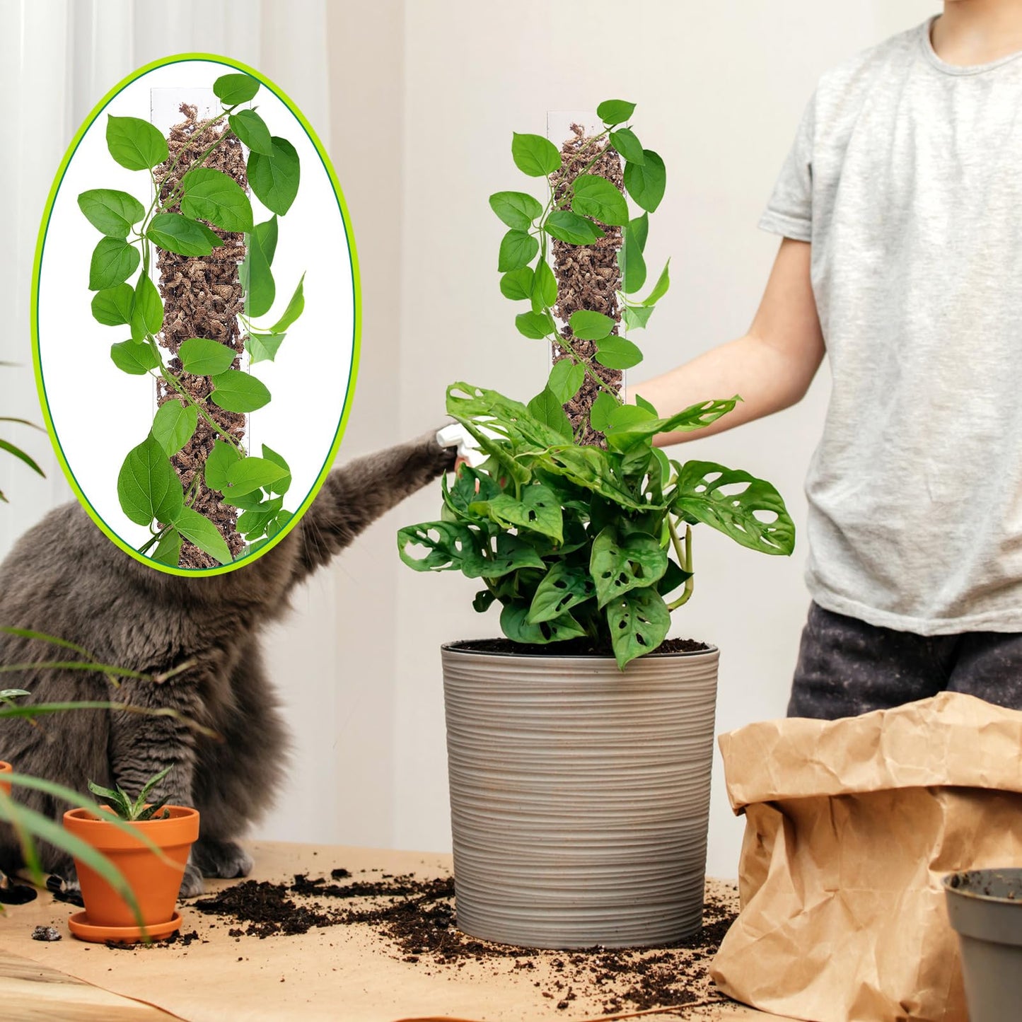 Quzzil 10 Pieces Plastic Moss Pole for Monstera Including 4 Pcs 24 Inch Clear Plant Poles for Indoor Climbing and 6 Pcs 15 Inch D Shape Stackable Plant Support Kit Work with Sphagnum Moss