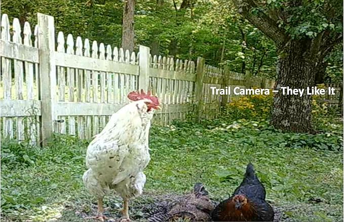 Poultry Powder - All Natural Chicken Dust Bath - 3 Organic Ingredients: Limestone Powder, Hardwood Ashes & Fossil Shell Flour (3 Pound)