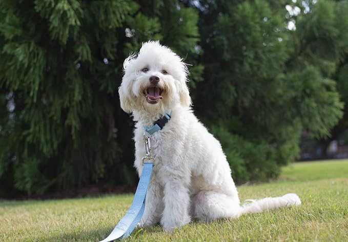 Country Brook Petz - Everyday Nylon Dog Collar and Leash - 10+ Cool Colors (3/4 Inch, Small, Ocean Blue)