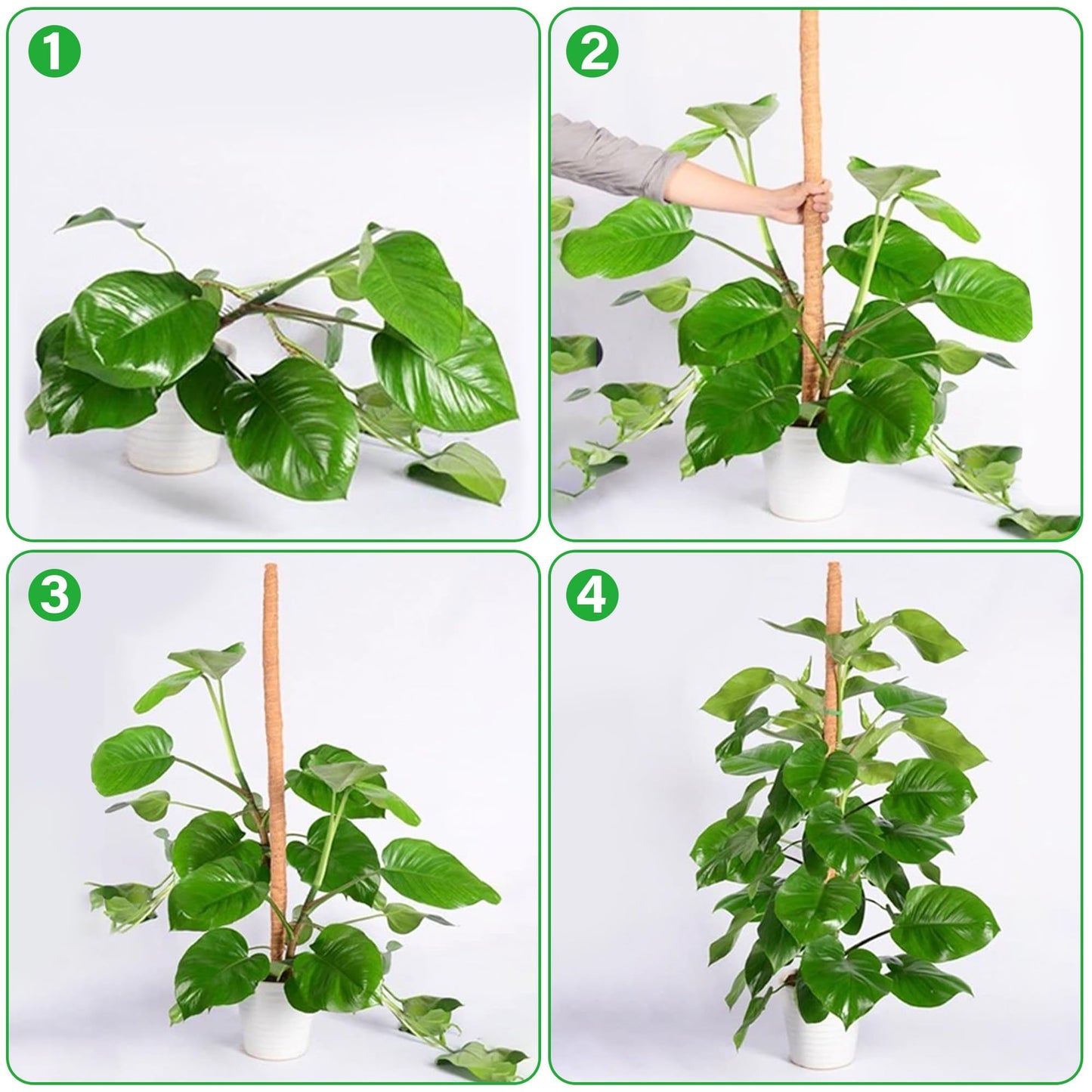 Glory Island 63 Inch Moss Pole Monstera Plant Support, Coir Totem Pole for Indoor Plants, Tall Bendable Plant Climbing Stake with Jute Rope, Long Plant Pole Sticks for Pothos Live Plant