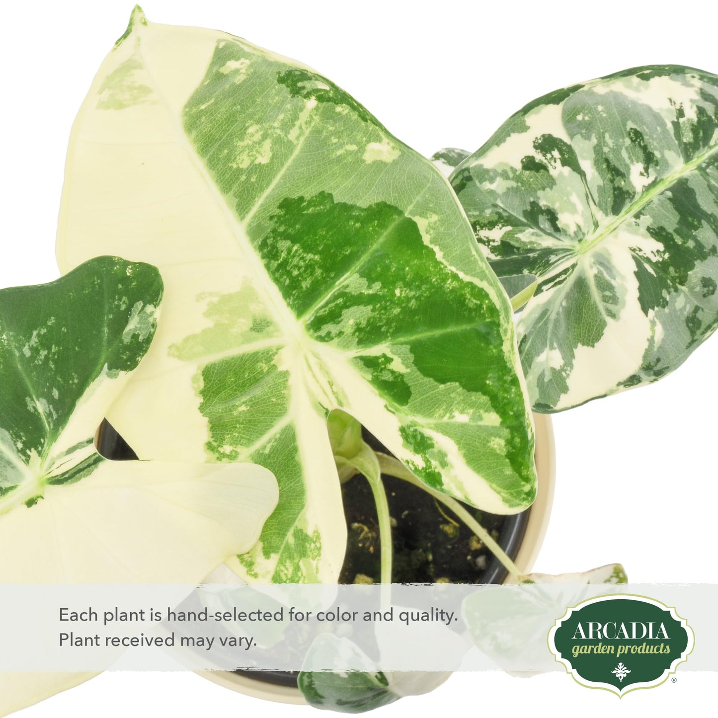Arcadia Garden Products Live Frydek Variegated Alocasia Rare Indoor Houseplant in Plastic Pot, Tropical Plant Collector Gift for Home and Garden Decor, 4-inch, Beige