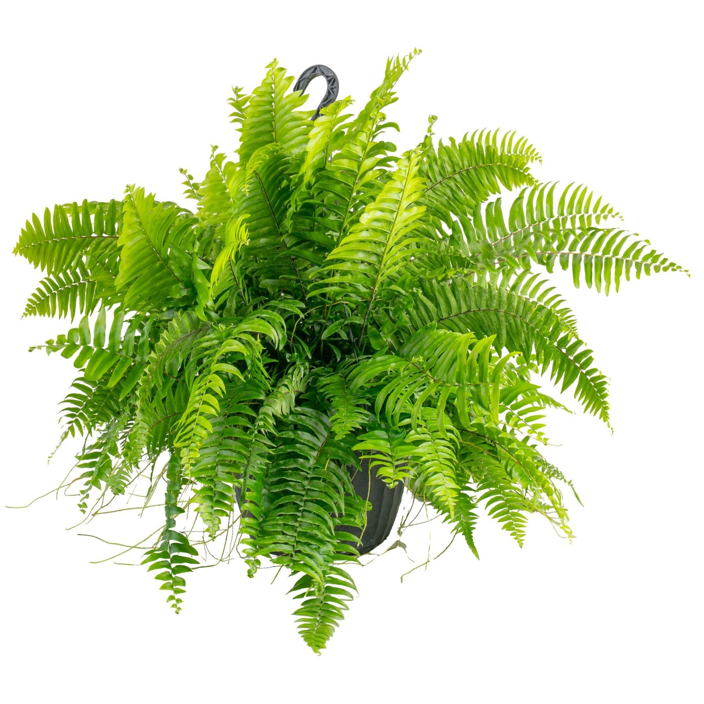 Costa Farms Macho Fern Extra Large Live Plant in Plastic Pot, Large Air Purifying Indoor & Outdoor Houseplants, Patio, Garden, Home, or Office Decor, House Warming Gift, 3-4 Feet Tall