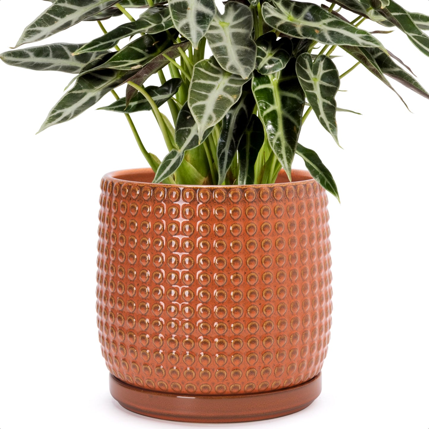 D'vine Dev 8 Inch Ceramic Beaded Stoneware Planter Pot - Flower Pot with Drainage Holes and Saucers for Indoor Succulent Plants or Flowers, Pumpkin, 27-C-Q-J