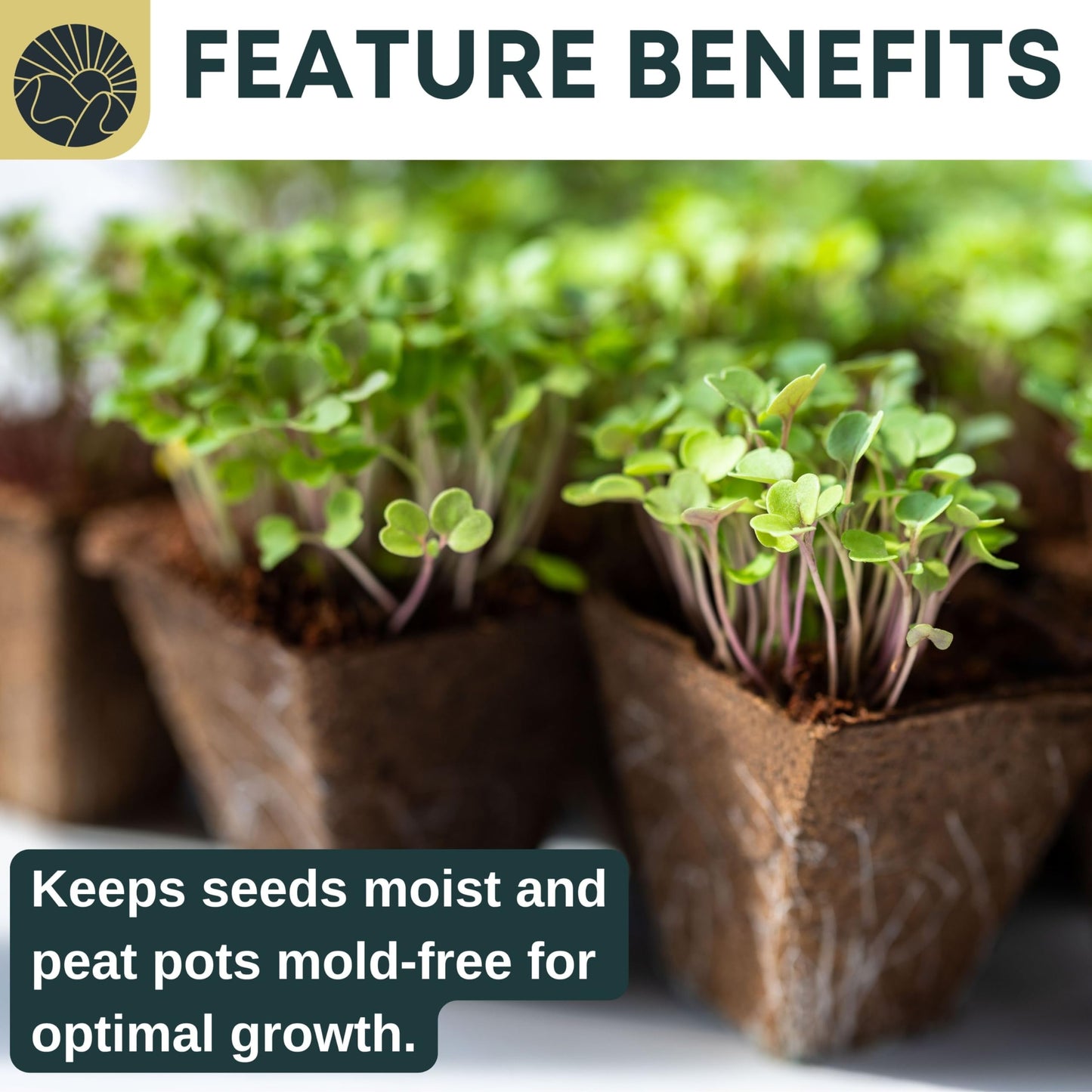 SunVara Peat Pots for Seedlings 300 Pcs, Biodegradable Seed Starter Pots with Drainage Holes, Nursery Germination Pots for Vegetables, Herbs, Flowers – Indoor Outdoor Garden