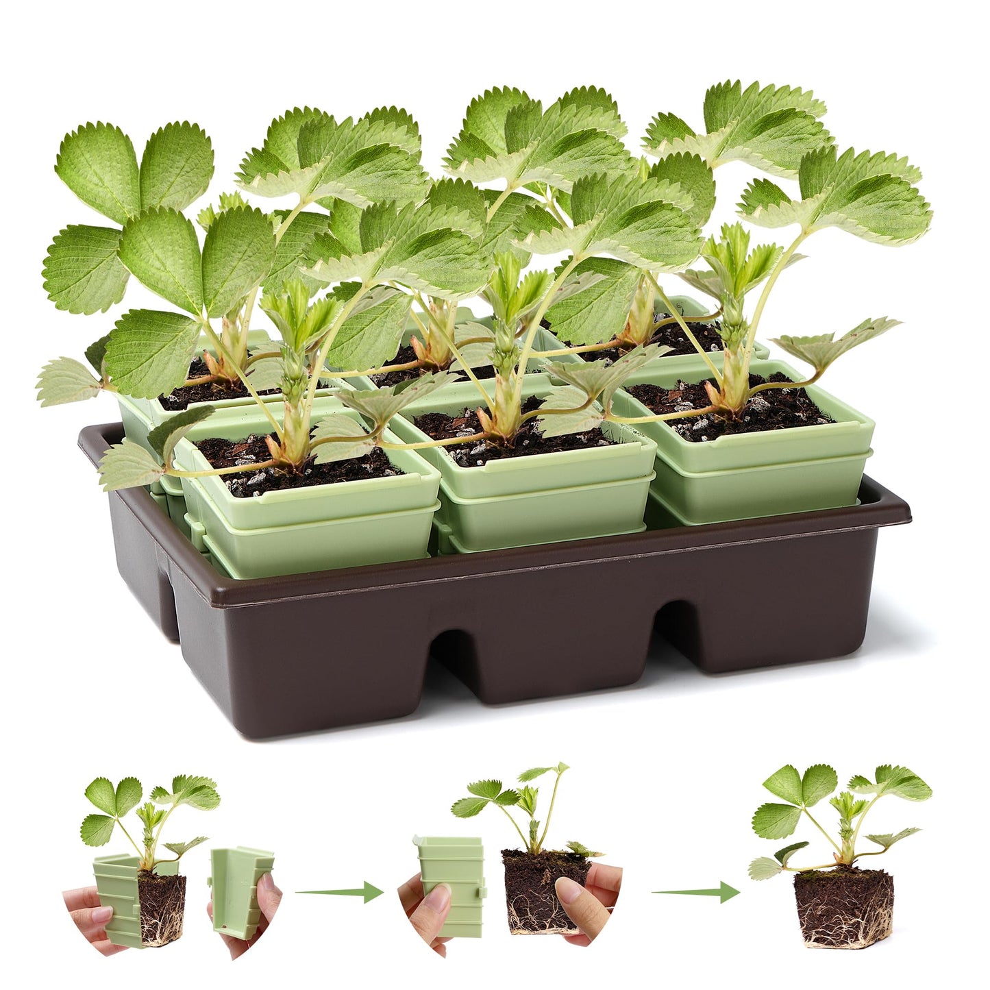 GREENBAZZAR Side-Open Seed Starter Tray 4-Pack, 24 Cells Modular Design with Detachable Plant Cells, Extra-Large 2.36"x2.28" Cells, Reusable Seed Germination Kit for Indoor & Outdoor Gardening
