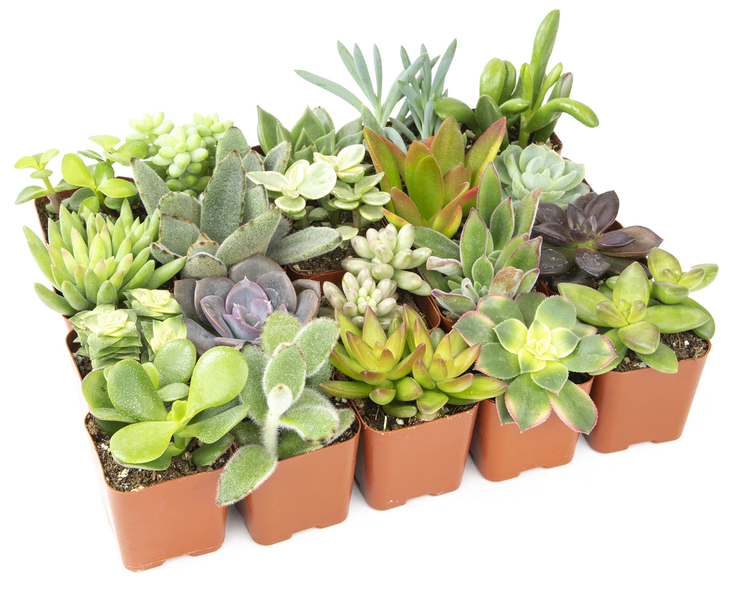 Altman Plants Live Succulents (20 Pack) & Live Pothos Plants (4PK) Indoor House Plants