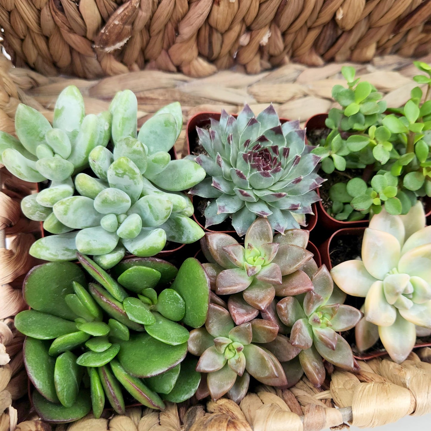 Succulents Plants Live (6PK) Potted Succulent Plants Live House Plants, Cactus Plants Live Plants Indoor Plants Live Houseplants, Indoor Plant Succulents Live Plant House Plant by Plants for Pets