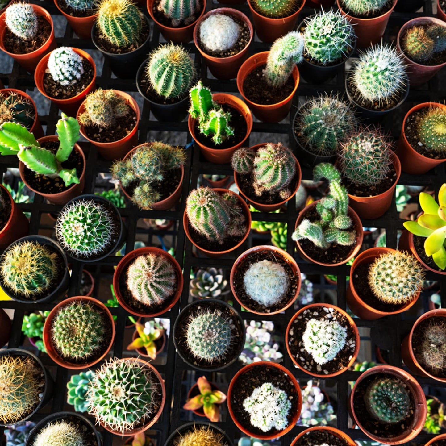 KINGLAKE 100 Pcs 2 Inch Plastic Plant Nursery Pots,Seed and Cutting Pots for Succulent Plants