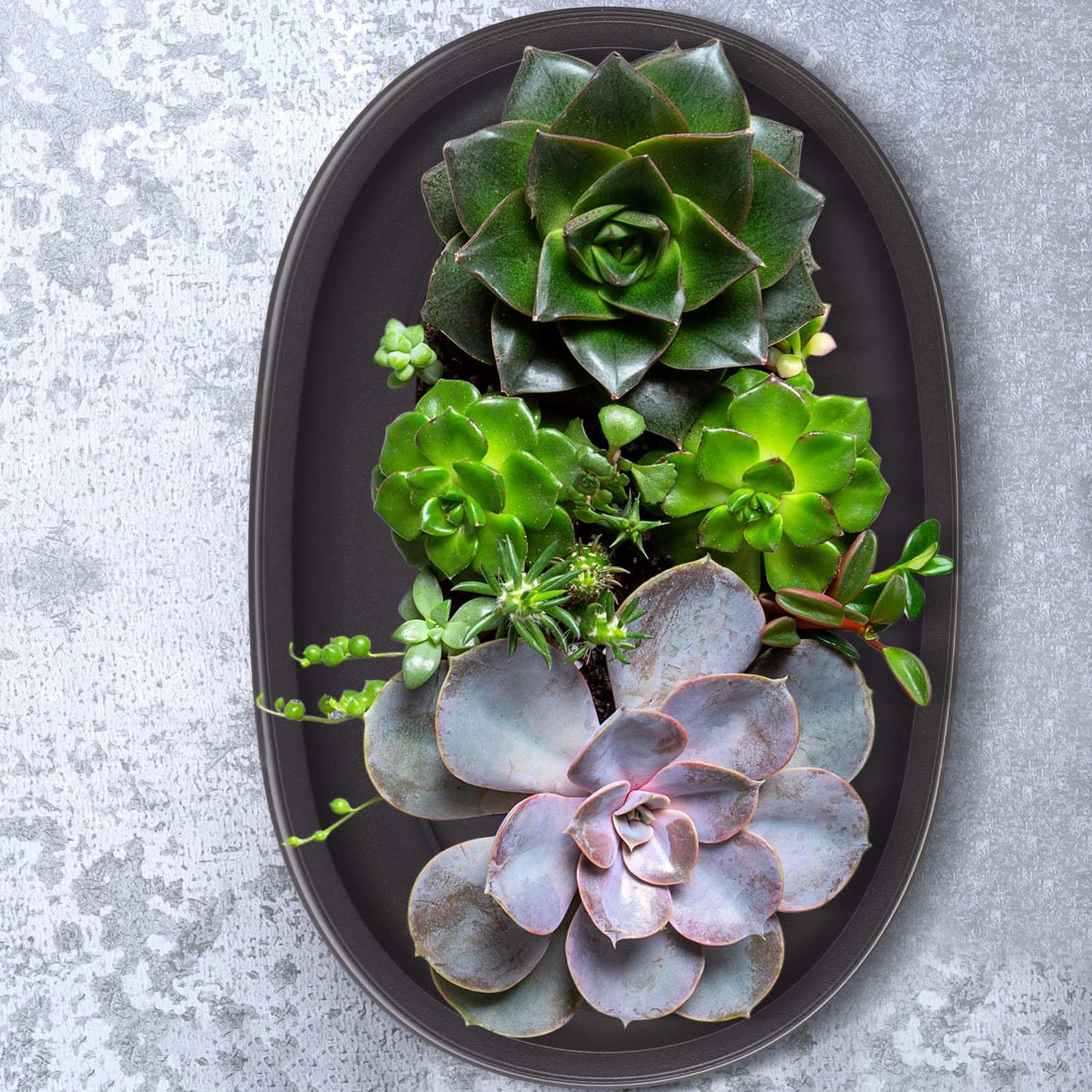 Pinkunn 2 Pack Bonsai Humidity Tray Drip Tray Plastic Plant Water Catcher Plant Saucers for Indoors and Outdoors Cactus, Succulents, Bonsai Tree, Stone Not Included (12.7 x 8.3 Inch)