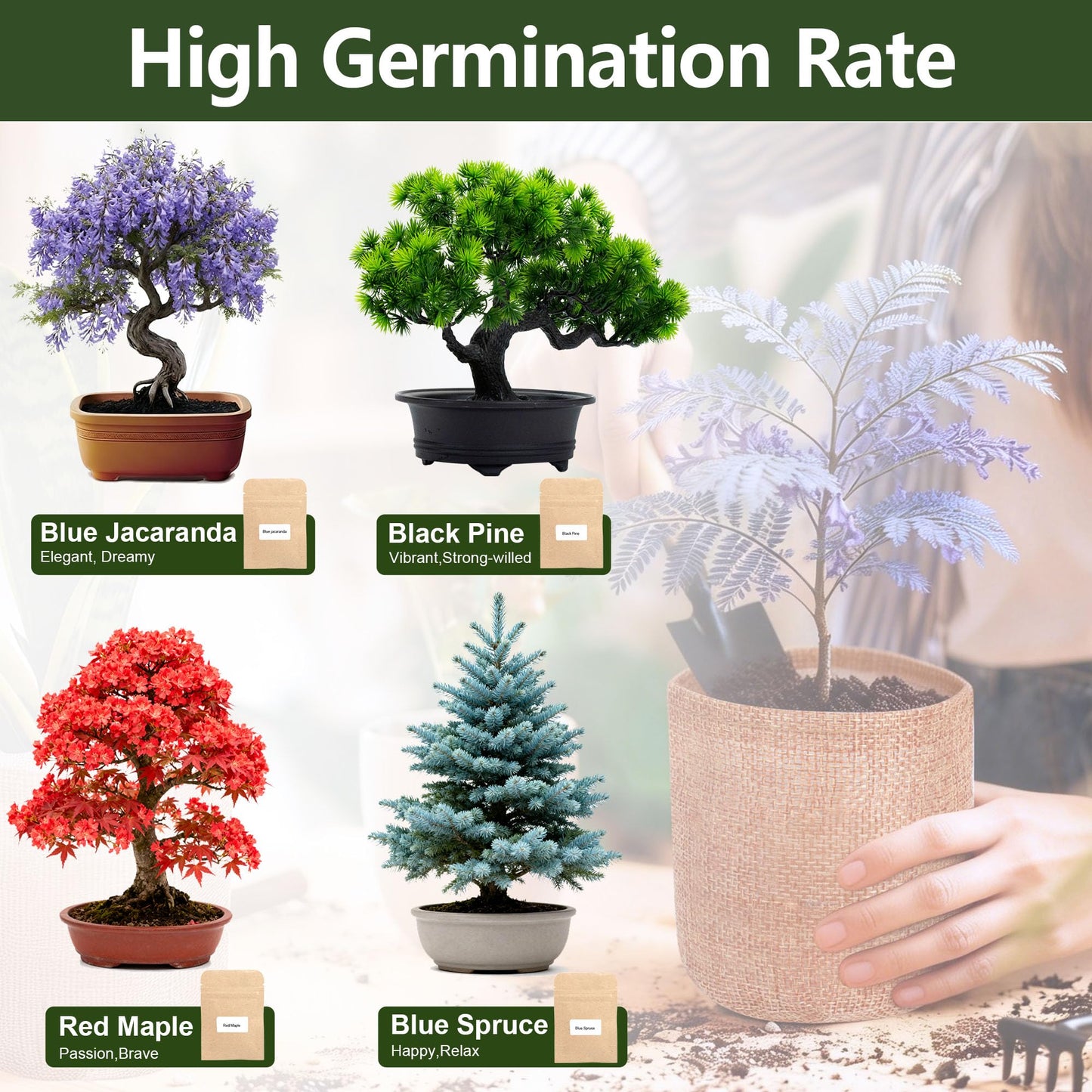 4 Pack Bonsai Tree Kit - 4 Seeds Growing Plant Bonsai Tree Live Kit for Beginners, Easy to Grow Complete Indoor Garden Starter Kits with Wooden Box & Tools, Christmas Gifts for Men Women Plant Lover