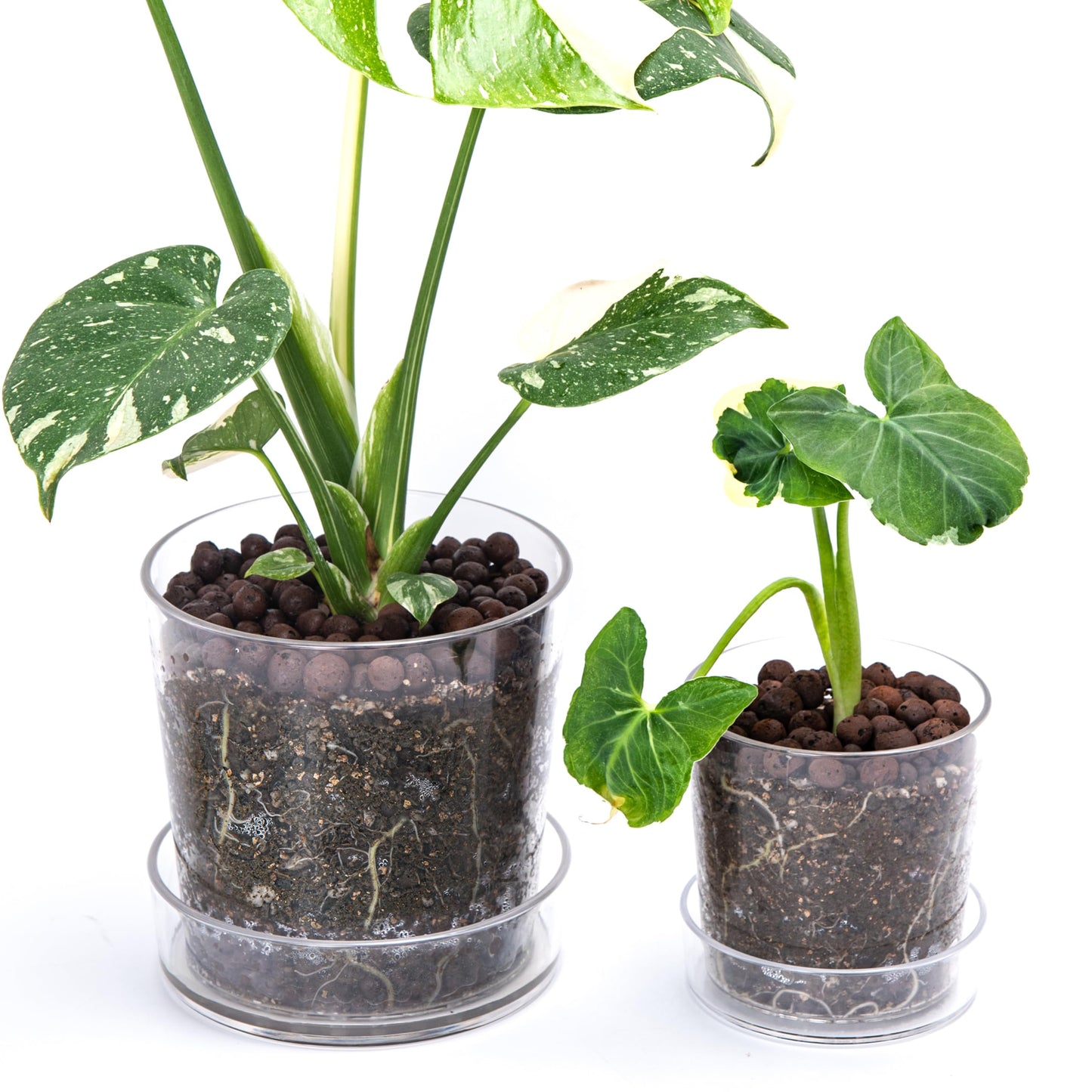 Phoenix Vine 4.5 Inch 6.5 Inch Clear Acrylic Houseplants Planter Pot with Tray, Orchid Pot with Drainage Holes, Deep Saucer for Bottom Watering, Transparent Containers for Indoor Plants, Herbs, 91-B-W
