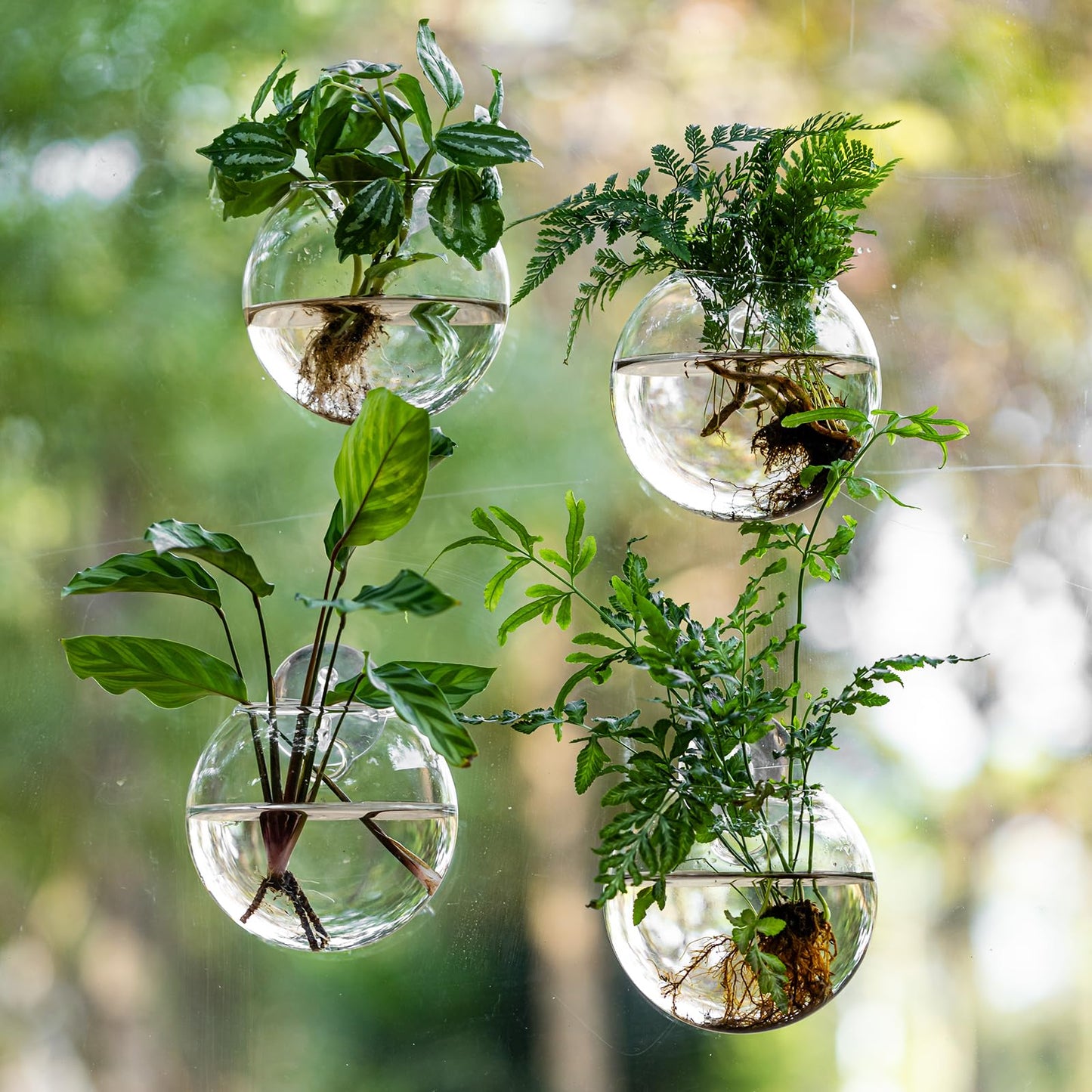 Window Propagation Stations, Oblate Glass Terrariums Planter with Suction Cup Hook, Wall Hanging Planters for Hydroponics Plants, Home, Office, Bathroom, Living Room Decor, Gift for Plant Lovers (4)