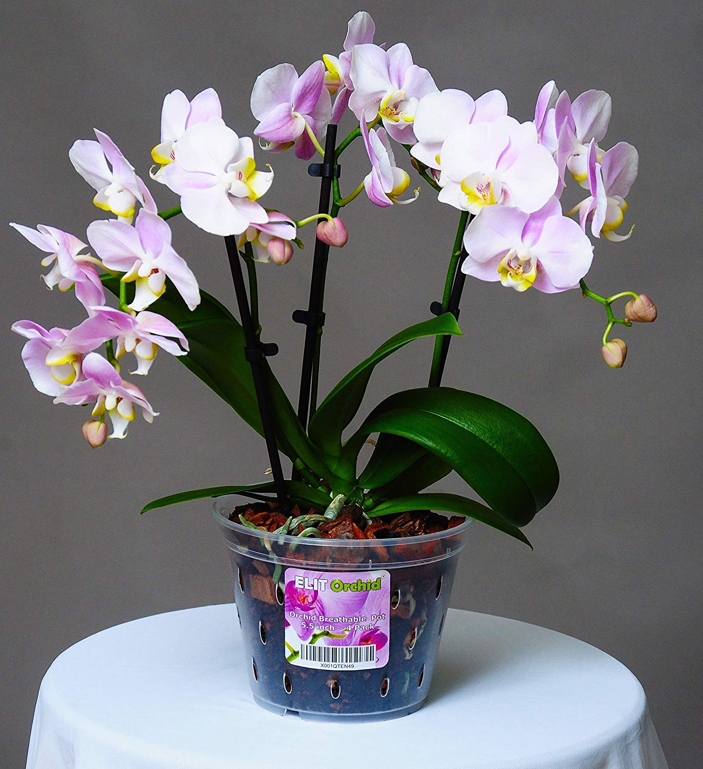Orchid Pots with Holes Cymbidium Phalaenopsis Orchid Pot Indoor Clear Plastic Vanda Plant Pots Set (5.5 inch) 140 mm