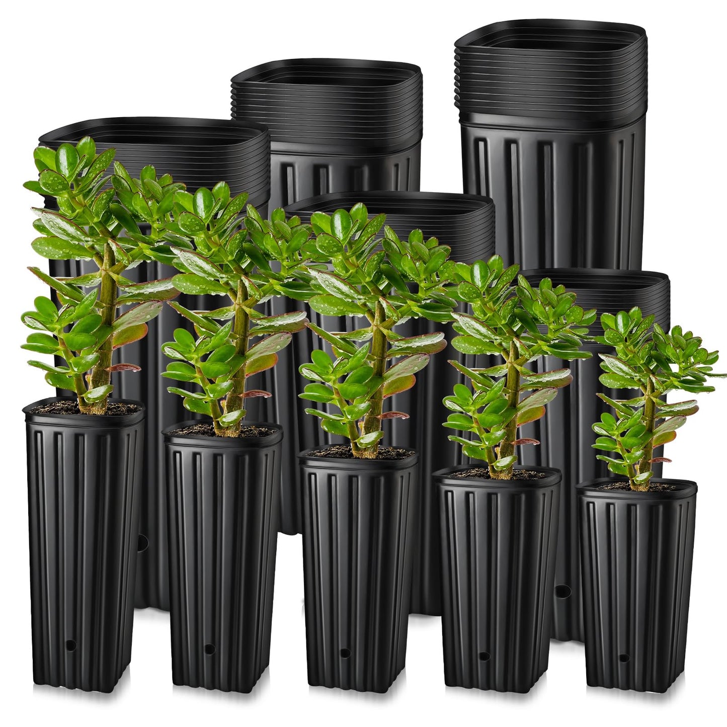 Dandat 100 Pcs Tall Tree Pots, Plastic Deep Plant Nursery Pots, Tall Seedling Flower Plant Container Starting Pots with Drainage Holes for Indoor Outdoor Gardening (5 Size 7.6"+9.8"+11"+11.4"+12.2"H)